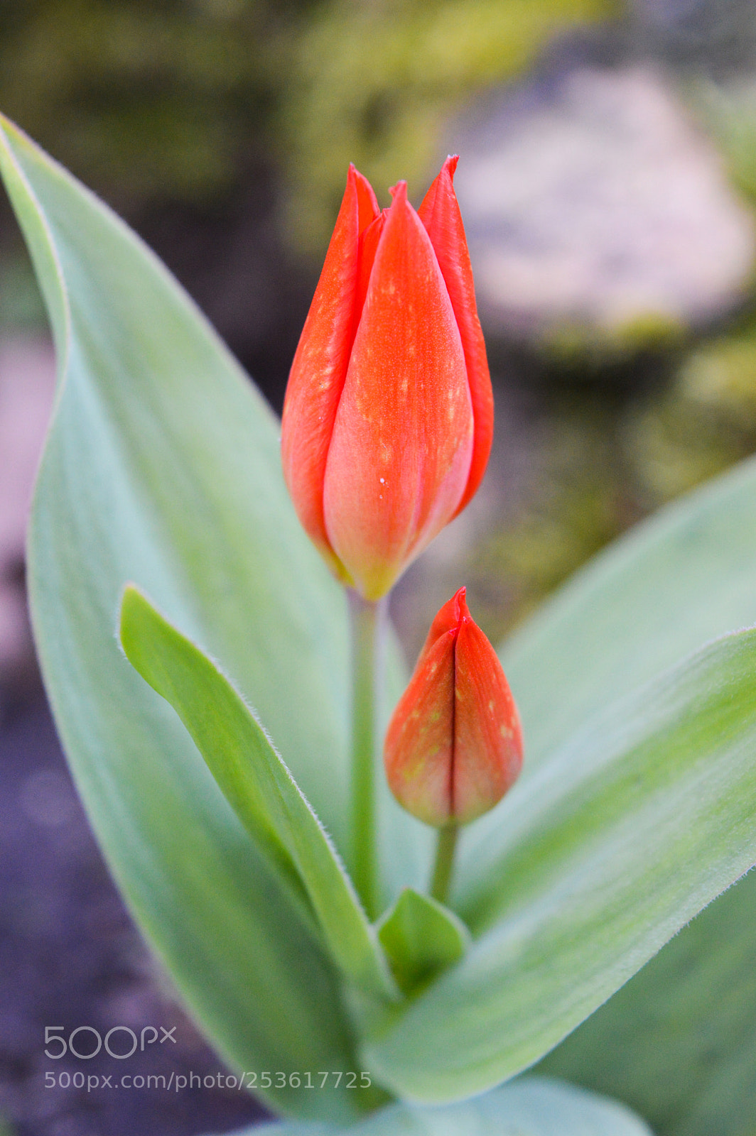 Nikon D3200 sample photo. Tulip photography