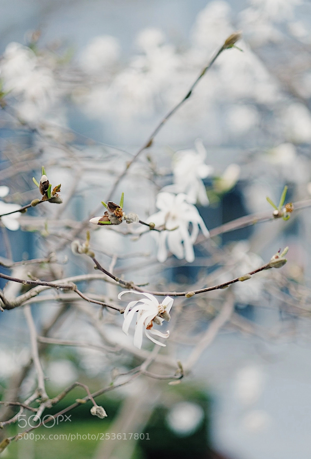 Fujifilm X-T2 sample photo. London in bloom photography