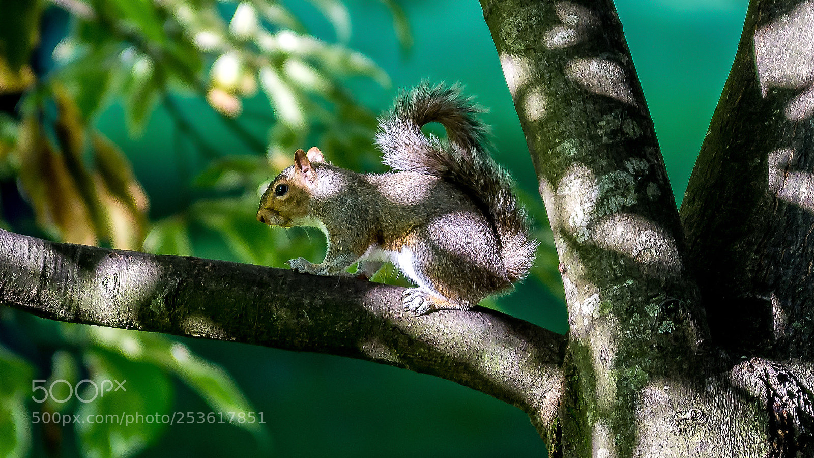 Nikon D7200 sample photo. Squirrel photography