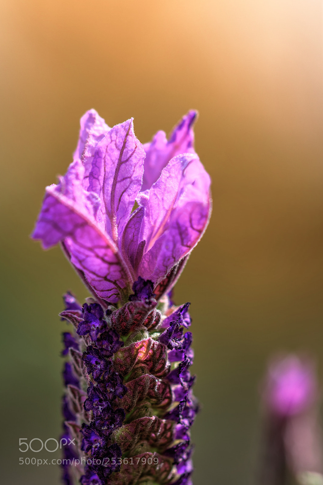 Canon EOS 60D sample photo. Lavender bokeh photography