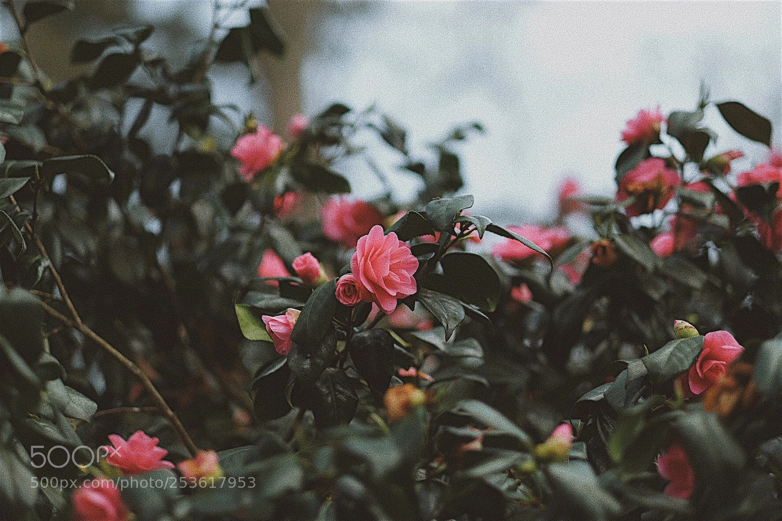 Fujifilm X-T2 sample photo. London in bloom photography