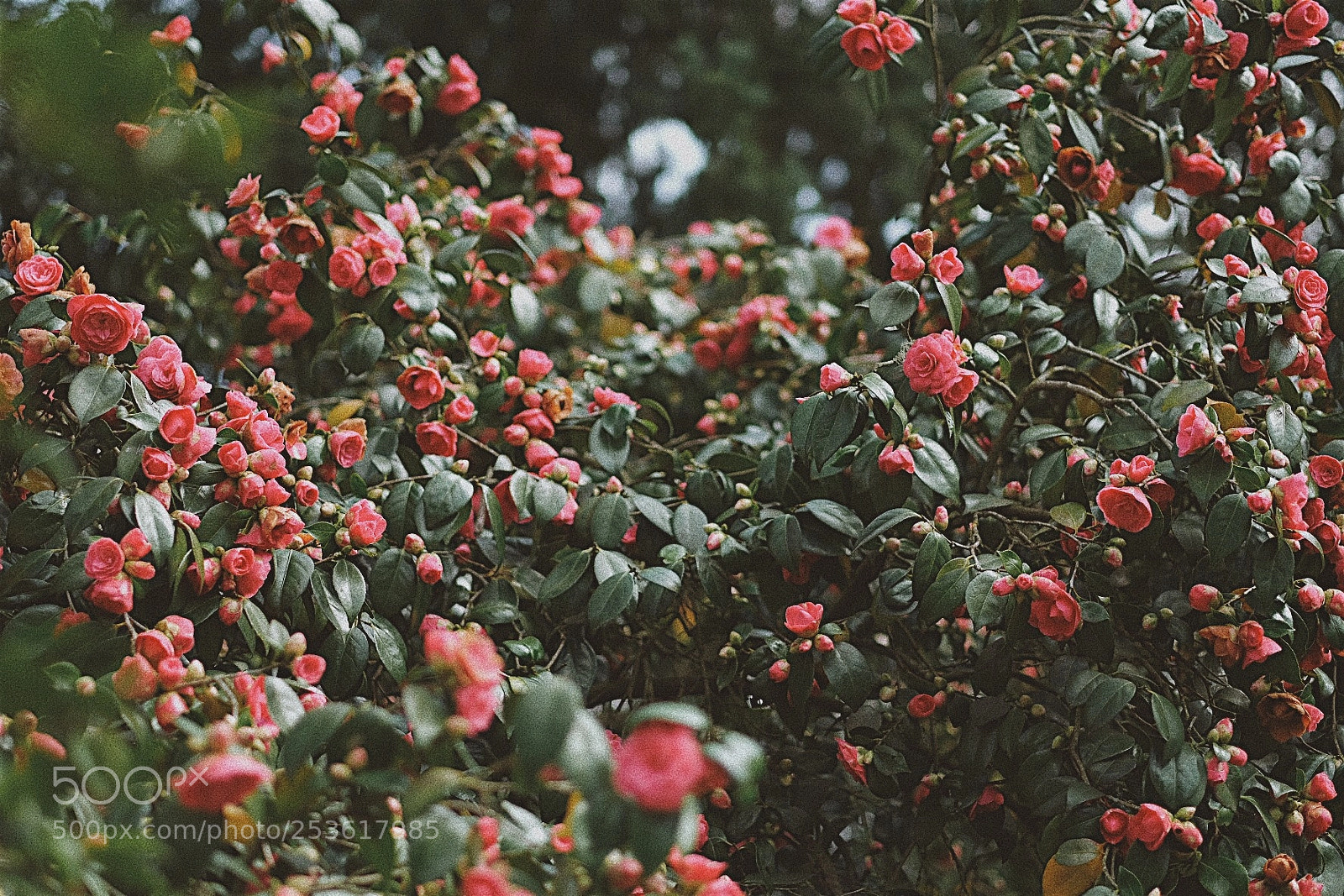 Fujifilm X-T2 sample photo. London in bloom photography