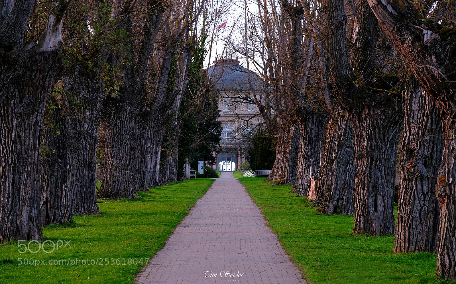Fujifilm X-T20 sample photo. Tree-lined avenue photography