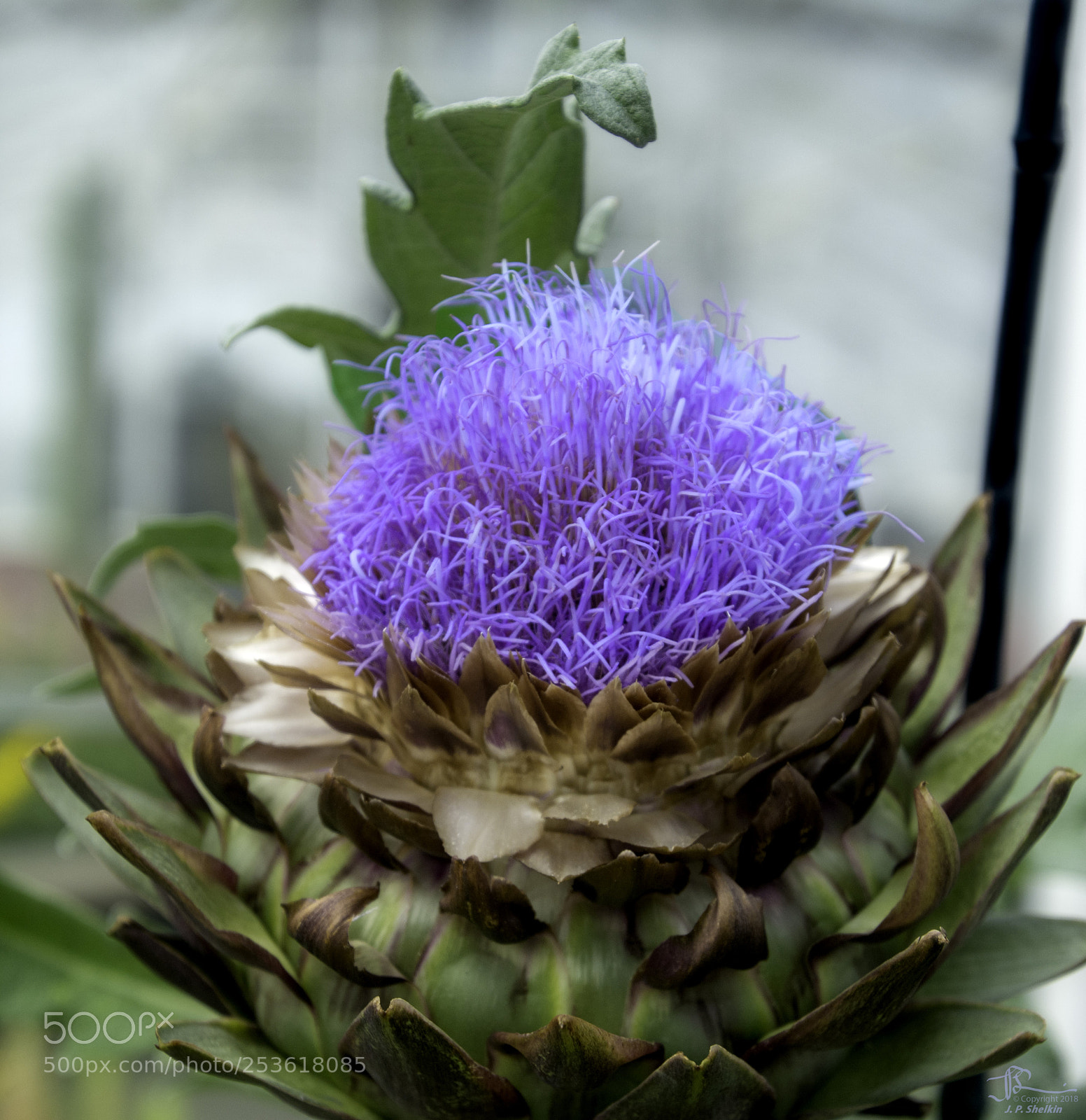 Nikon D7100 sample photo. Artichoke power photography