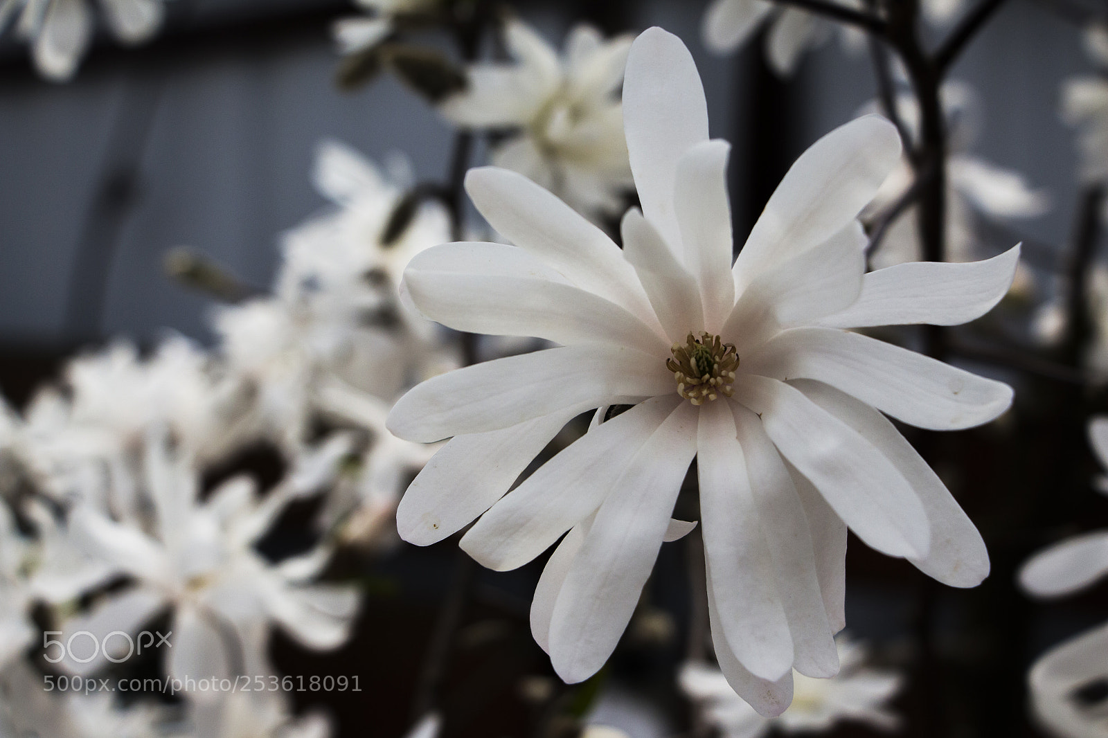 Canon EOS 700D (EOS Rebel T5i / EOS Kiss X7i) sample photo. Magnolia photography