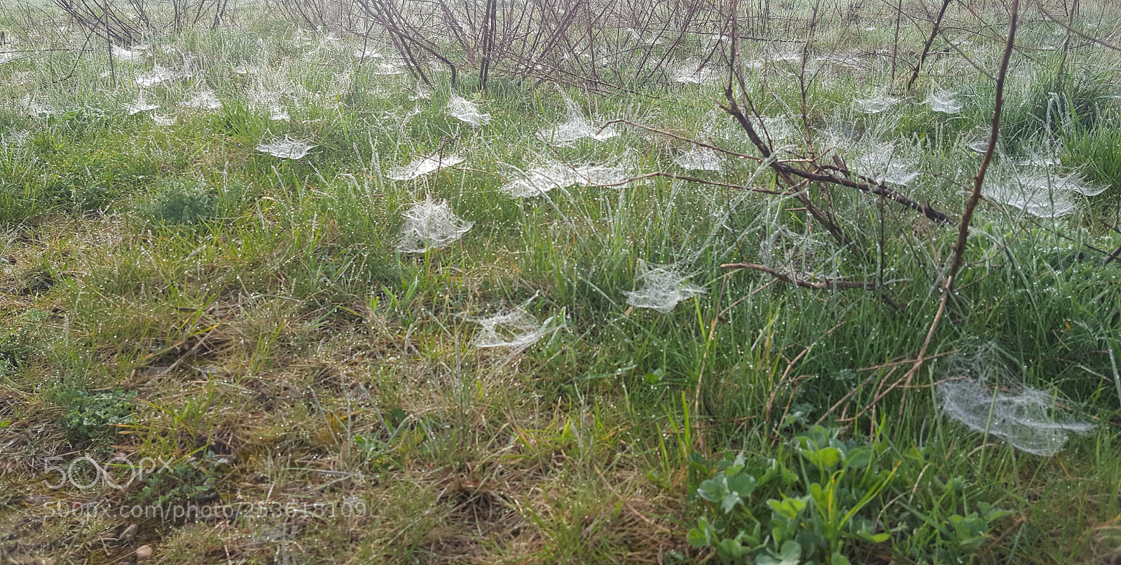 Samsung Galaxy S6 sample photo. Parachutes! photography
