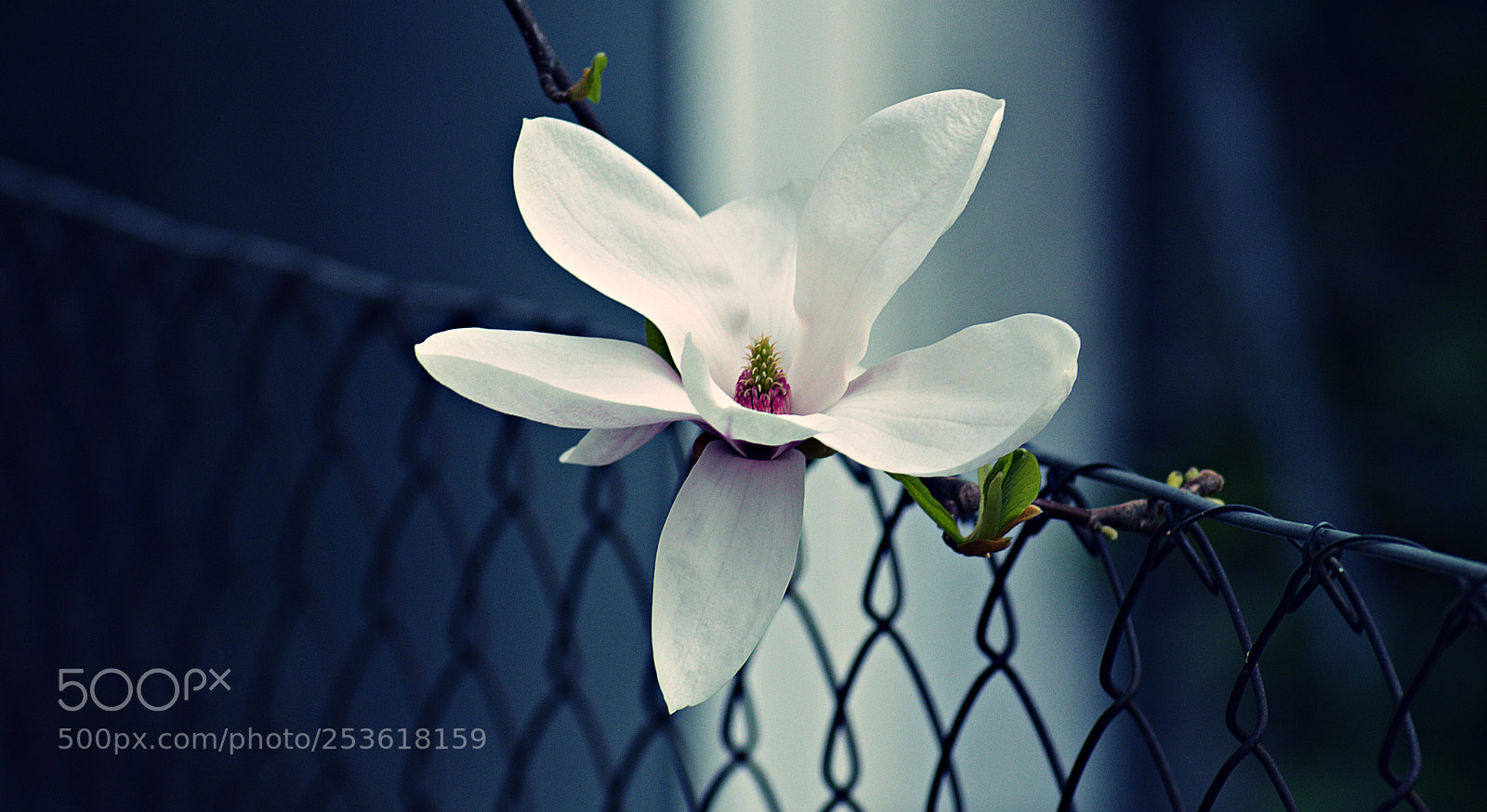 Nikon D3200 sample photo. Magnolia photography