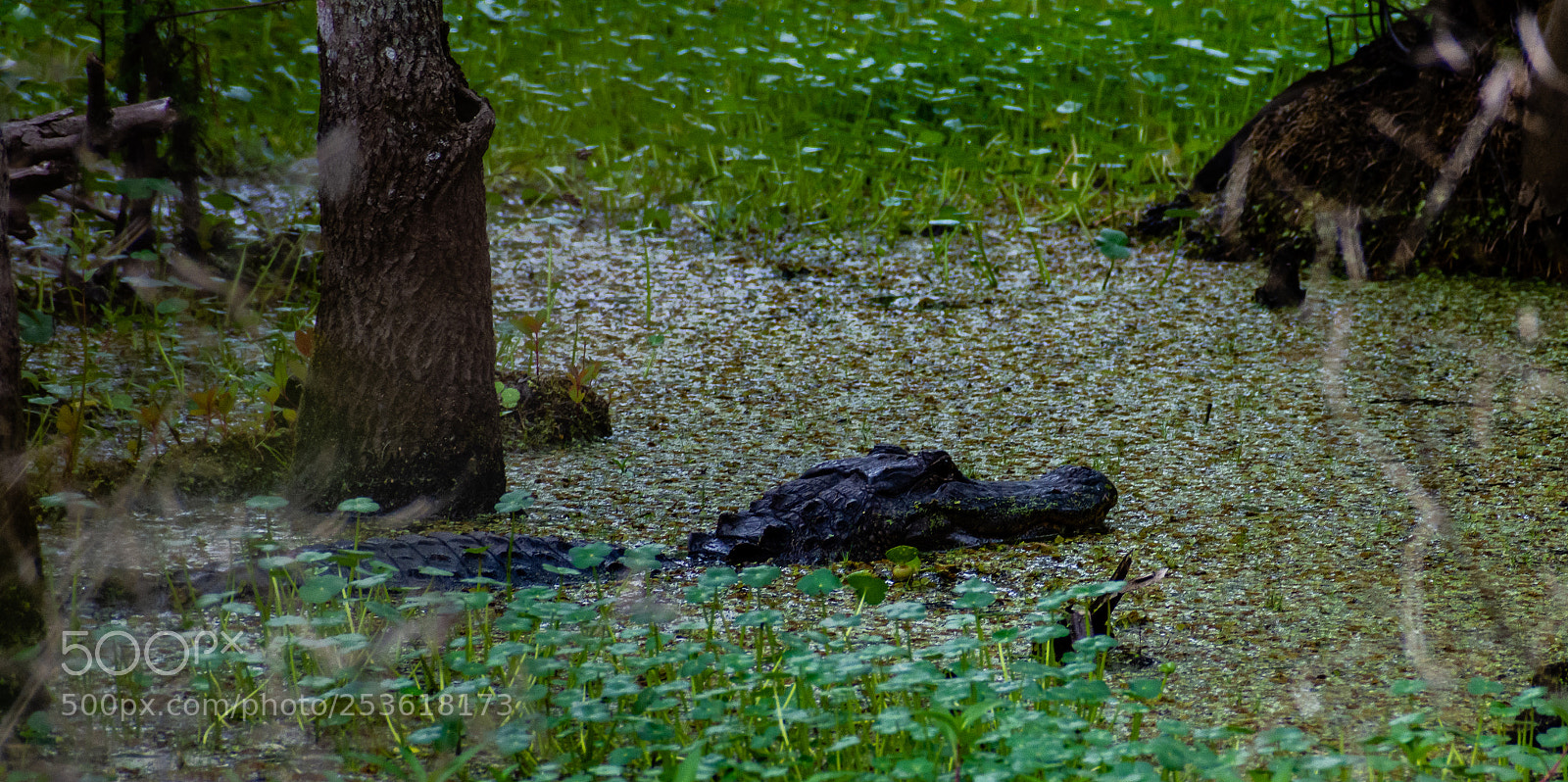 Nikon D7200 sample photo. American alligator photography