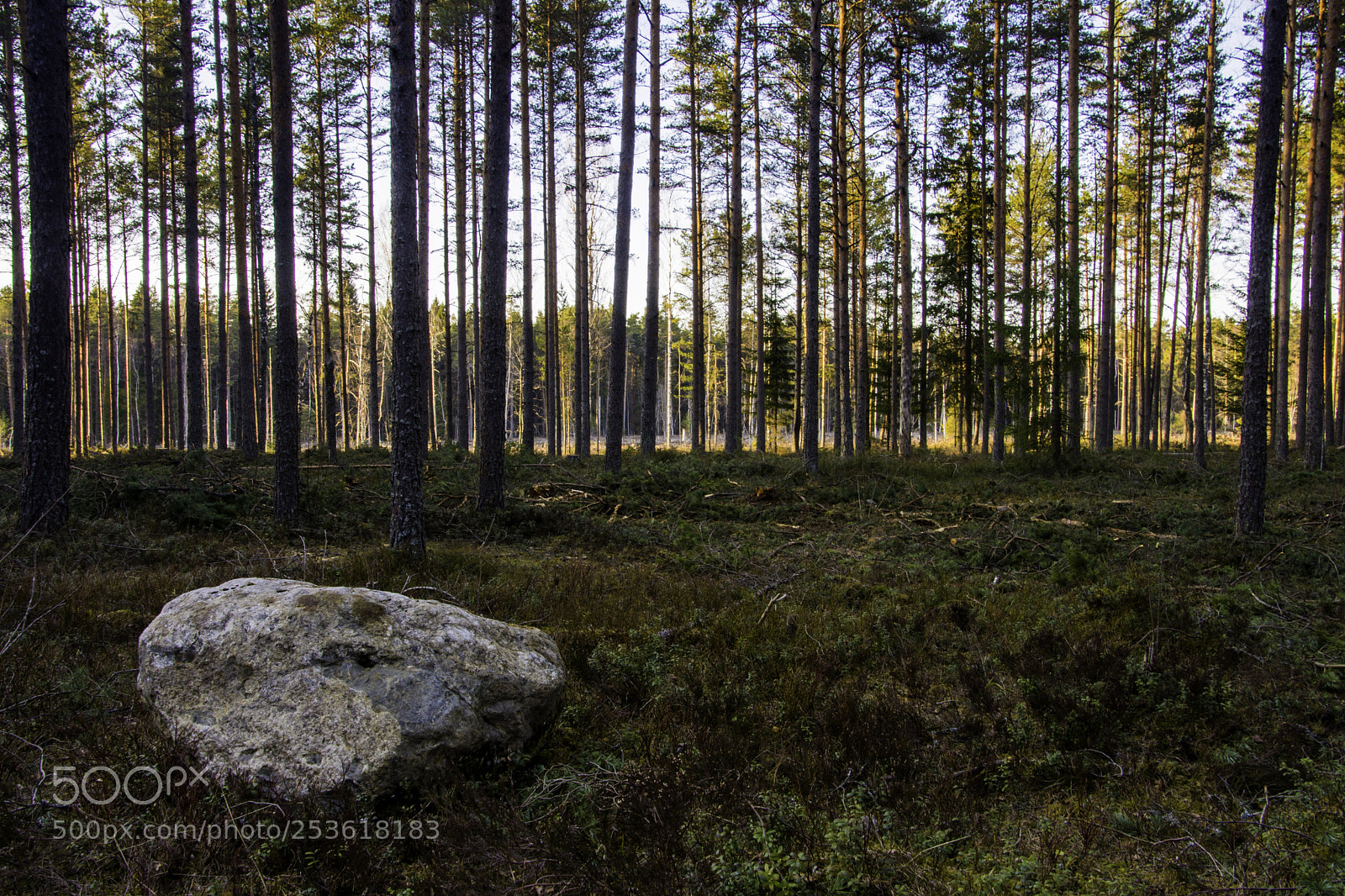 Nikon D7200 sample photo. In the forest. photography