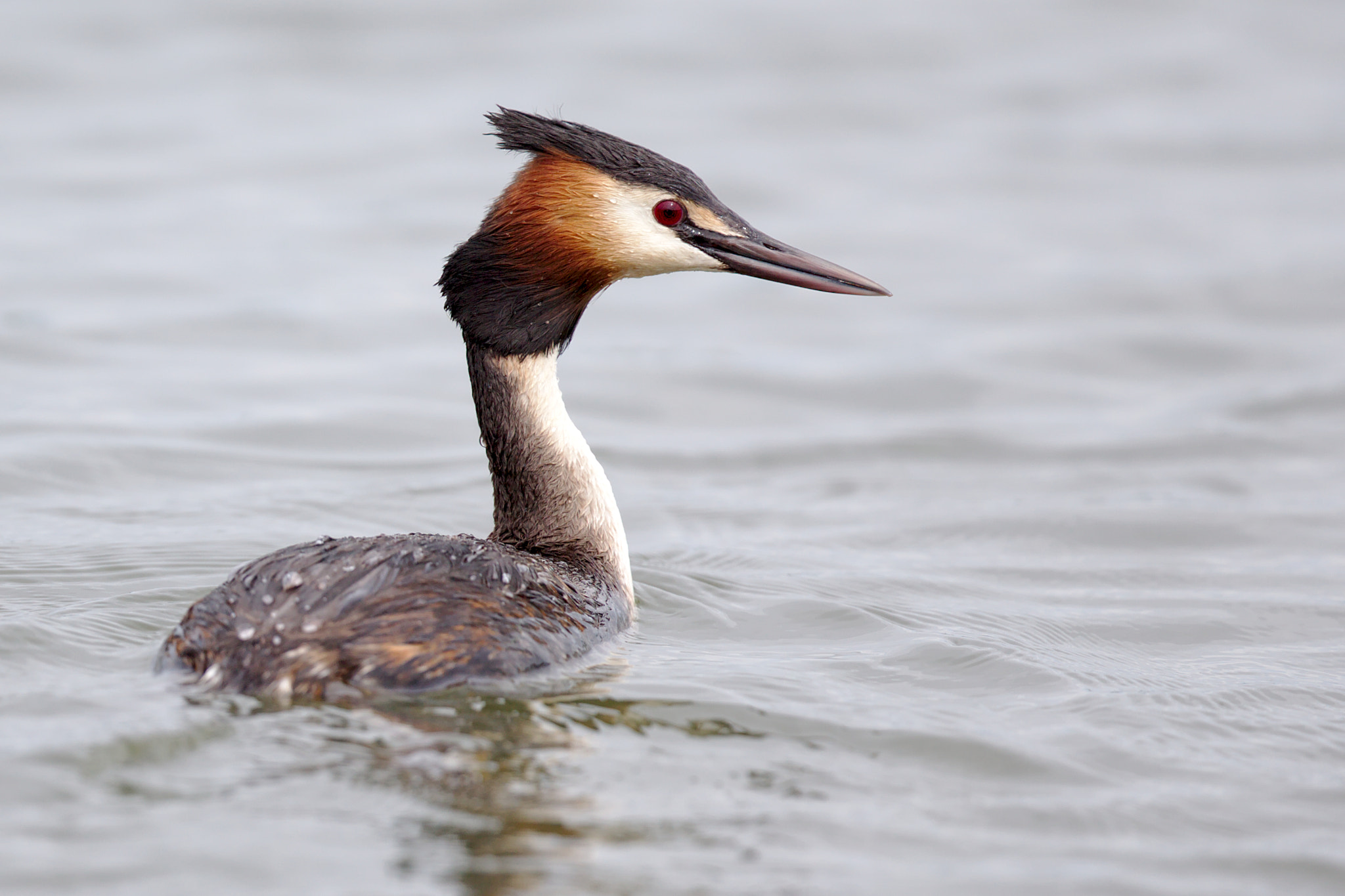 Canon EOS-1D X + Canon EF 300mm F2.8L IS II USM sample photo. Grèbe huppé photography