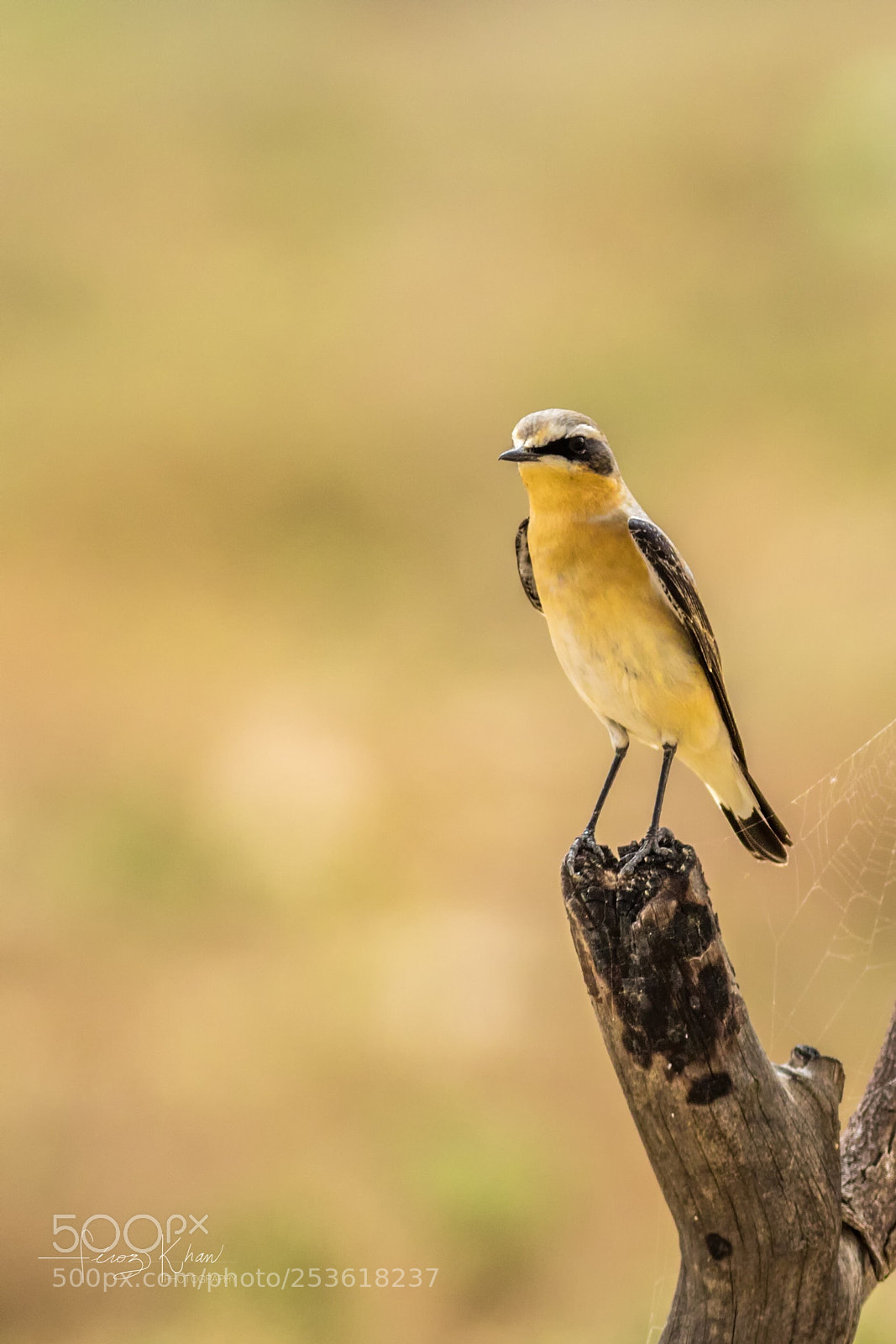 Canon EOS 7D Mark II sample photo. Whinchat photography