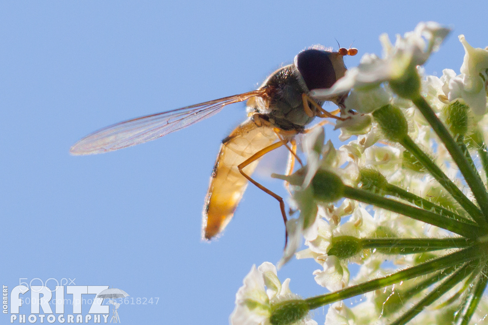 Canon EOS 50D sample photo. Hainschwebfliege photography