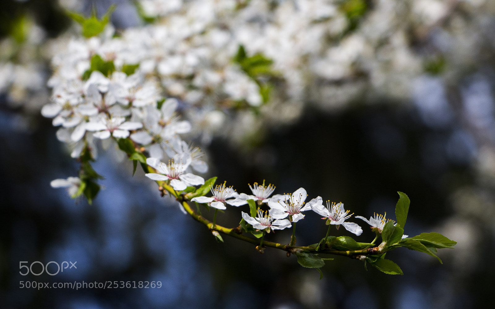Canon EOS 700D (EOS Rebel T5i / EOS Kiss X7i) sample photo. Plum blossom photography