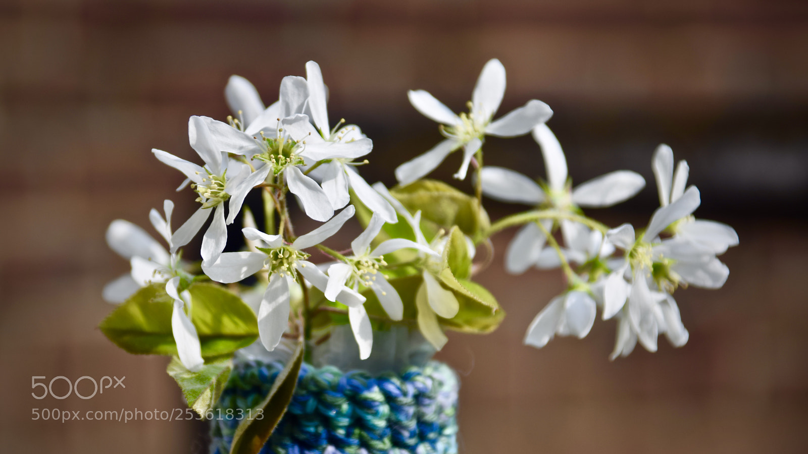 Nikon D5300 sample photo. Flowers photography