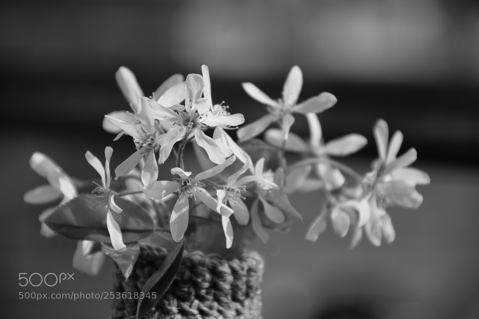 Nikon D5300 sample photo. Spring flower photography