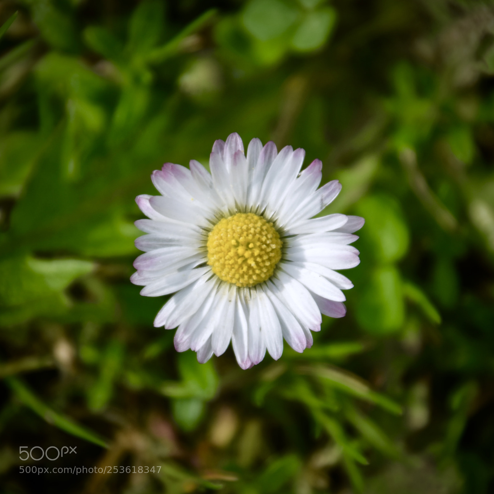 Nikon D5300 sample photo. Daisy photography