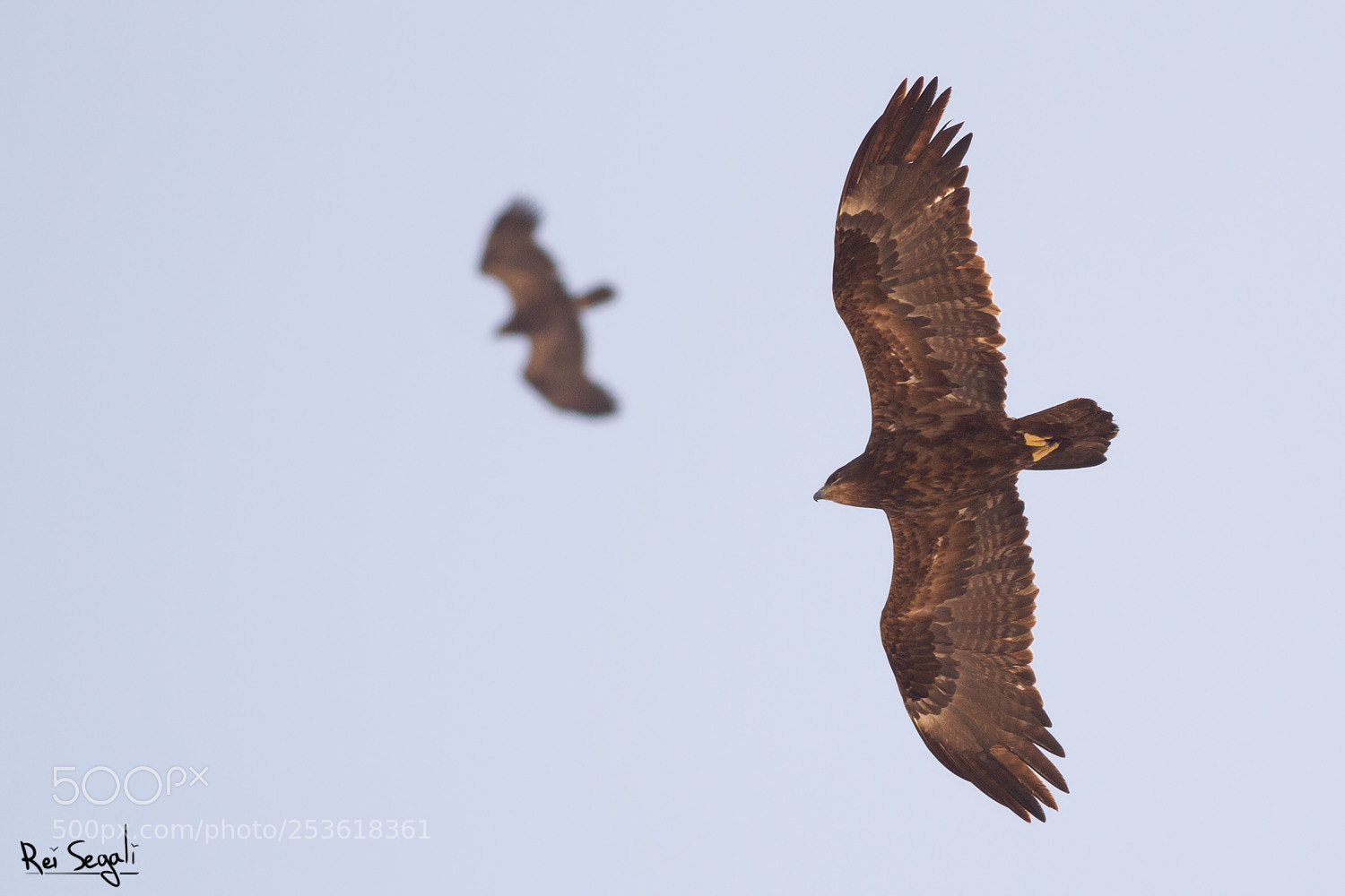 Canon EOS 7D sample photo. Steppe eagles photography