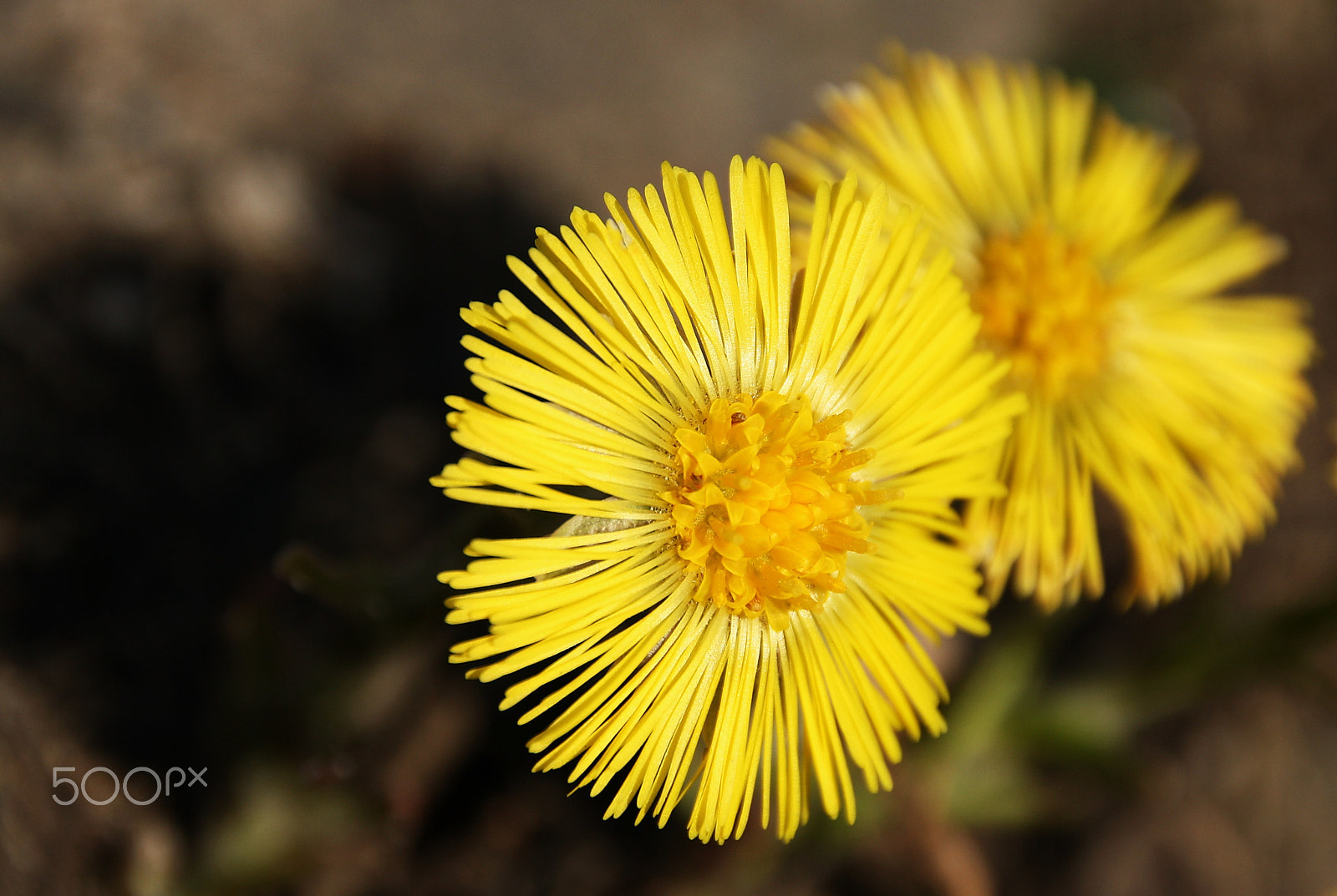 Canon EOS 1000D (EOS Digital Rebel XS / EOS Kiss F) sample photo. First tussilago photography