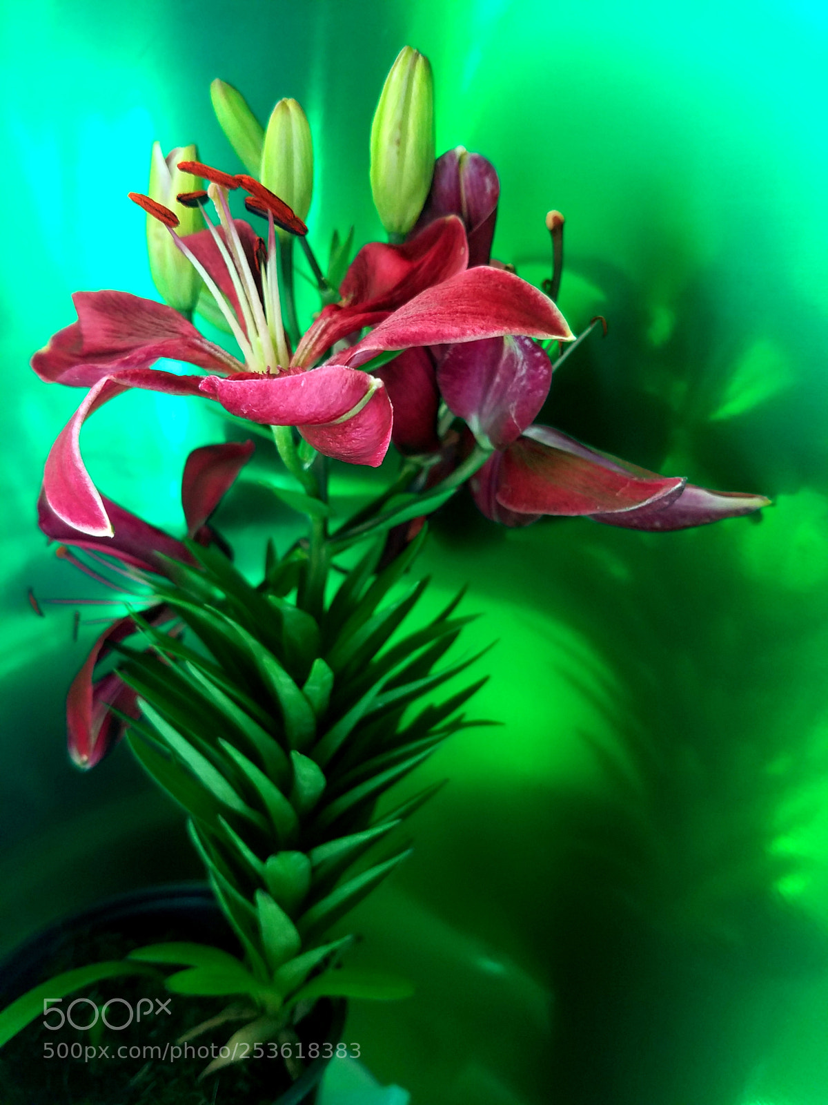 Samsung Galaxy S7 Edge sample photo. Asiatic lily photography
