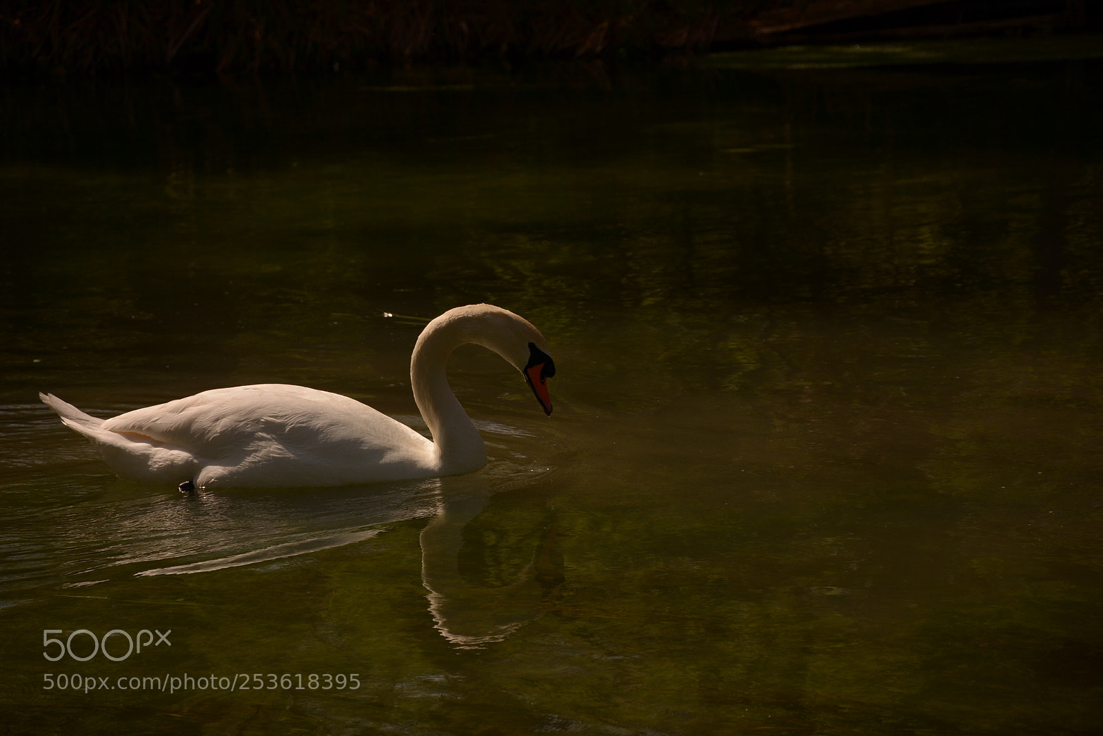 Nikon D7100 sample photo. Swan at twilight photography