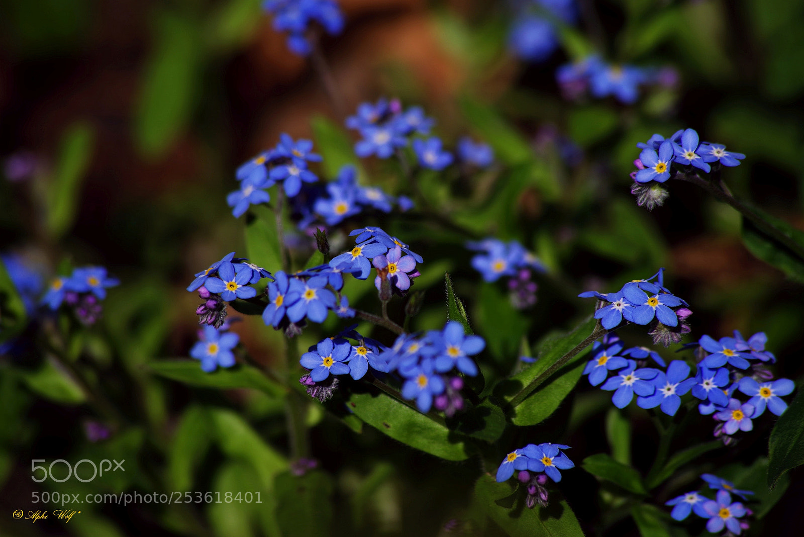Pentax K-1 sample photo. Flower photography
