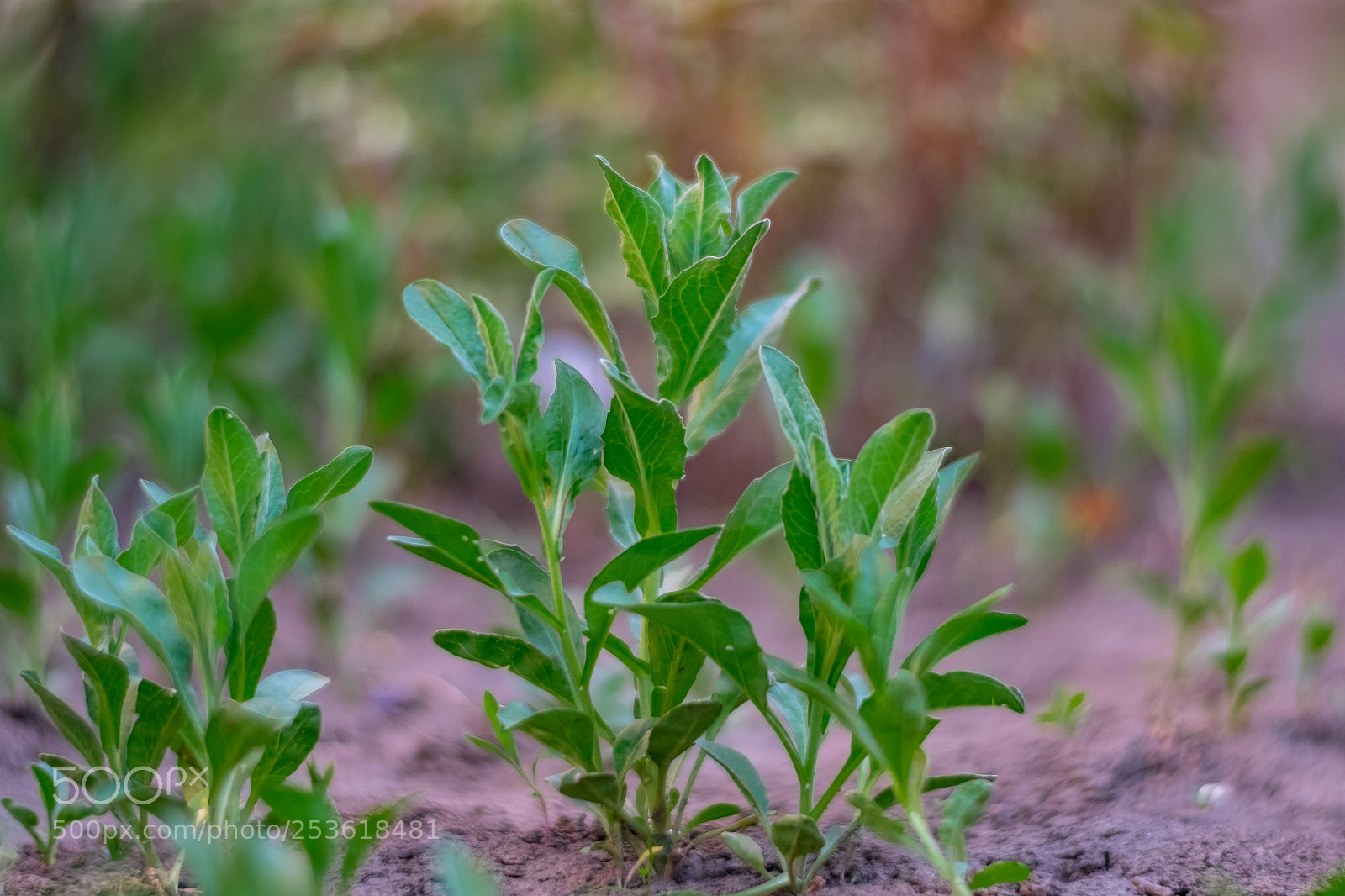 Fujifilm X-E2 sample photo. Green photography