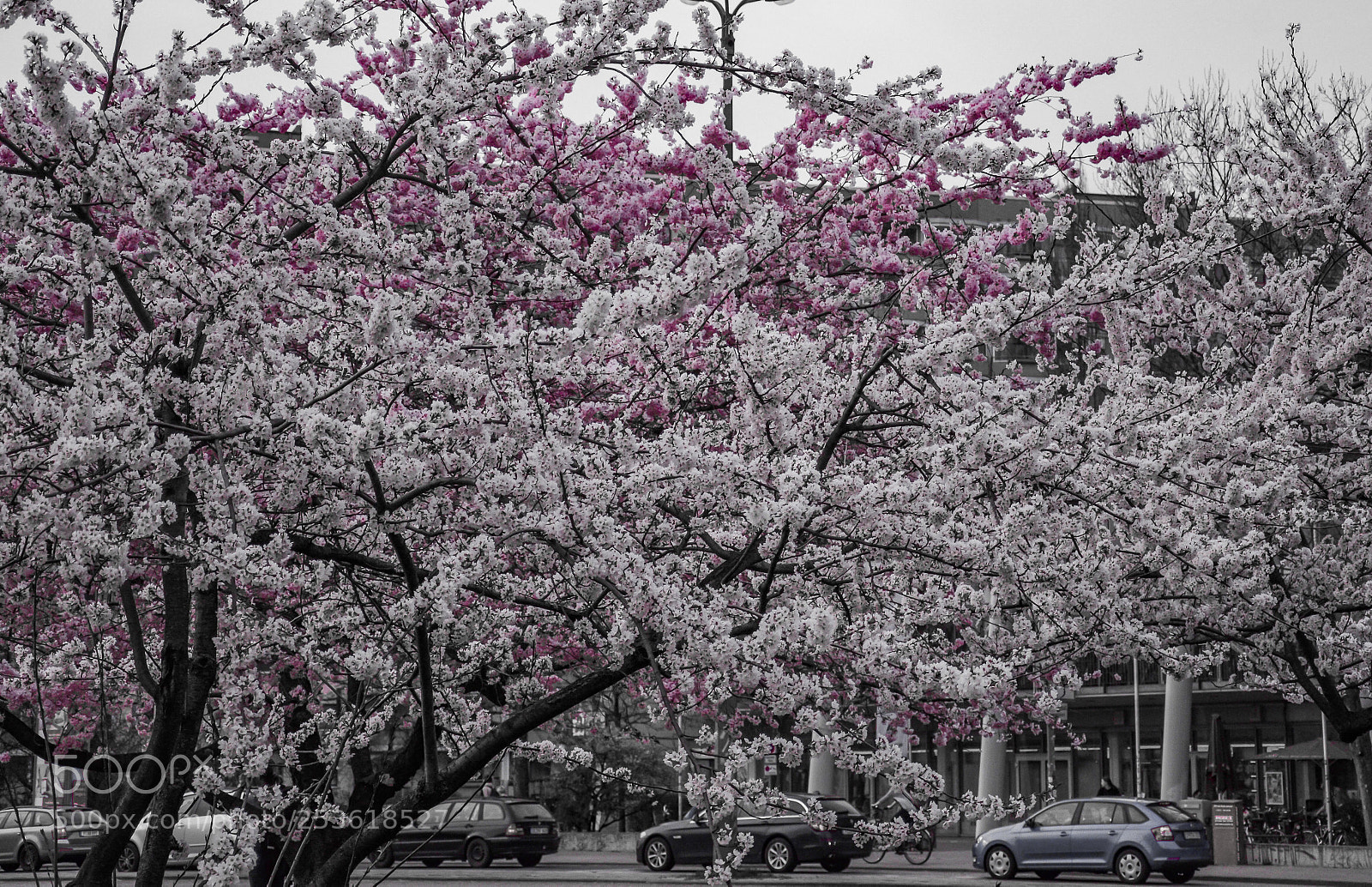Nikon D7000 sample photo. Japanese cherry photography