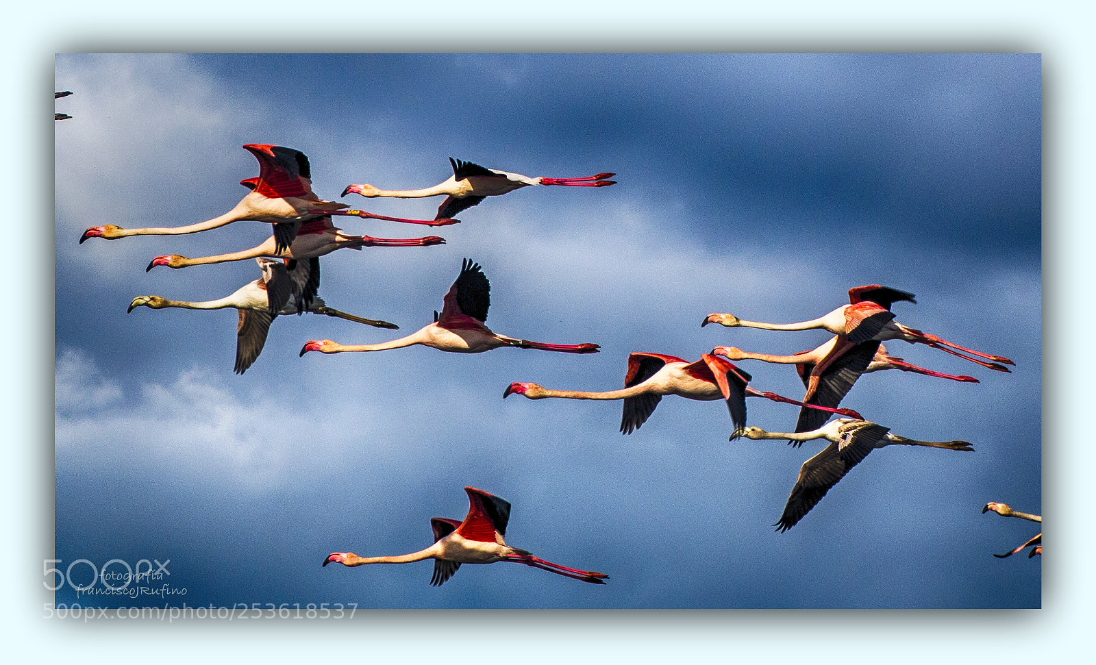 Canon EOS 70D sample photo. Flamencos voladores photography
