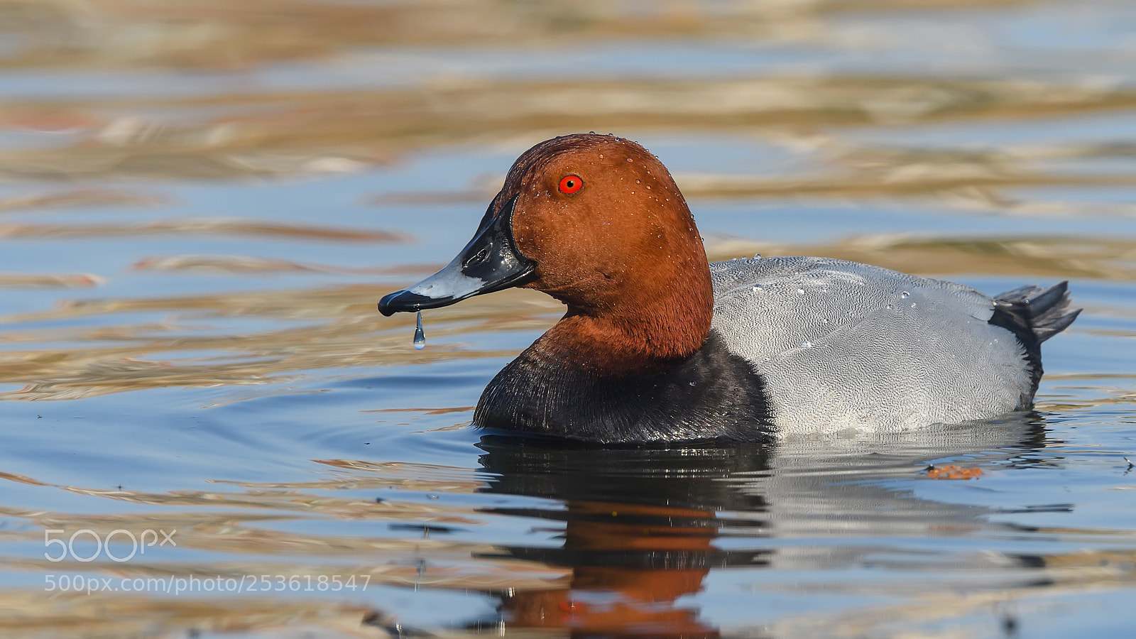 Nikon D500 sample photo. Elmaba patka common pochard photography
