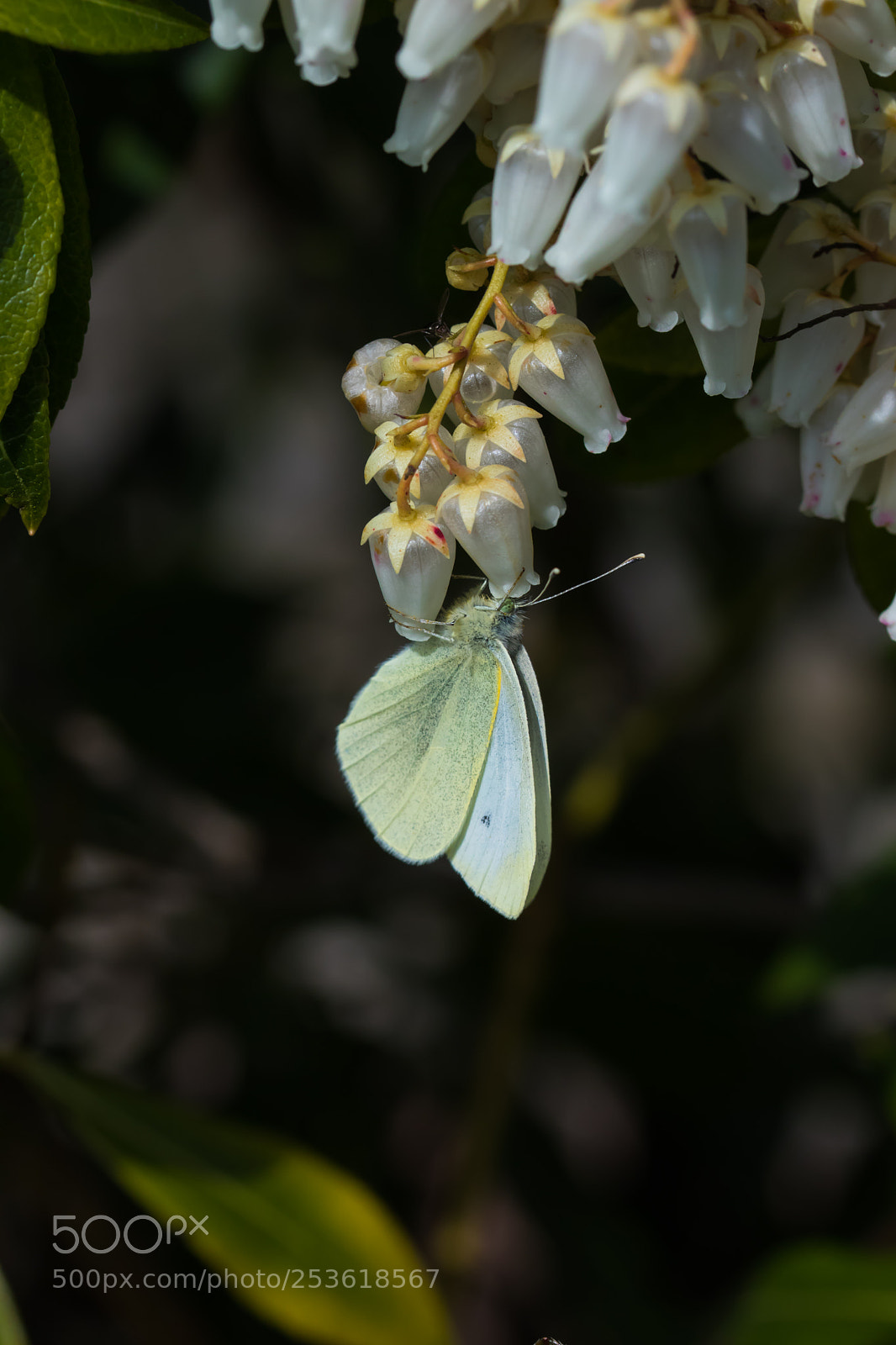 Canon EOS 80D sample photo. Small white photography