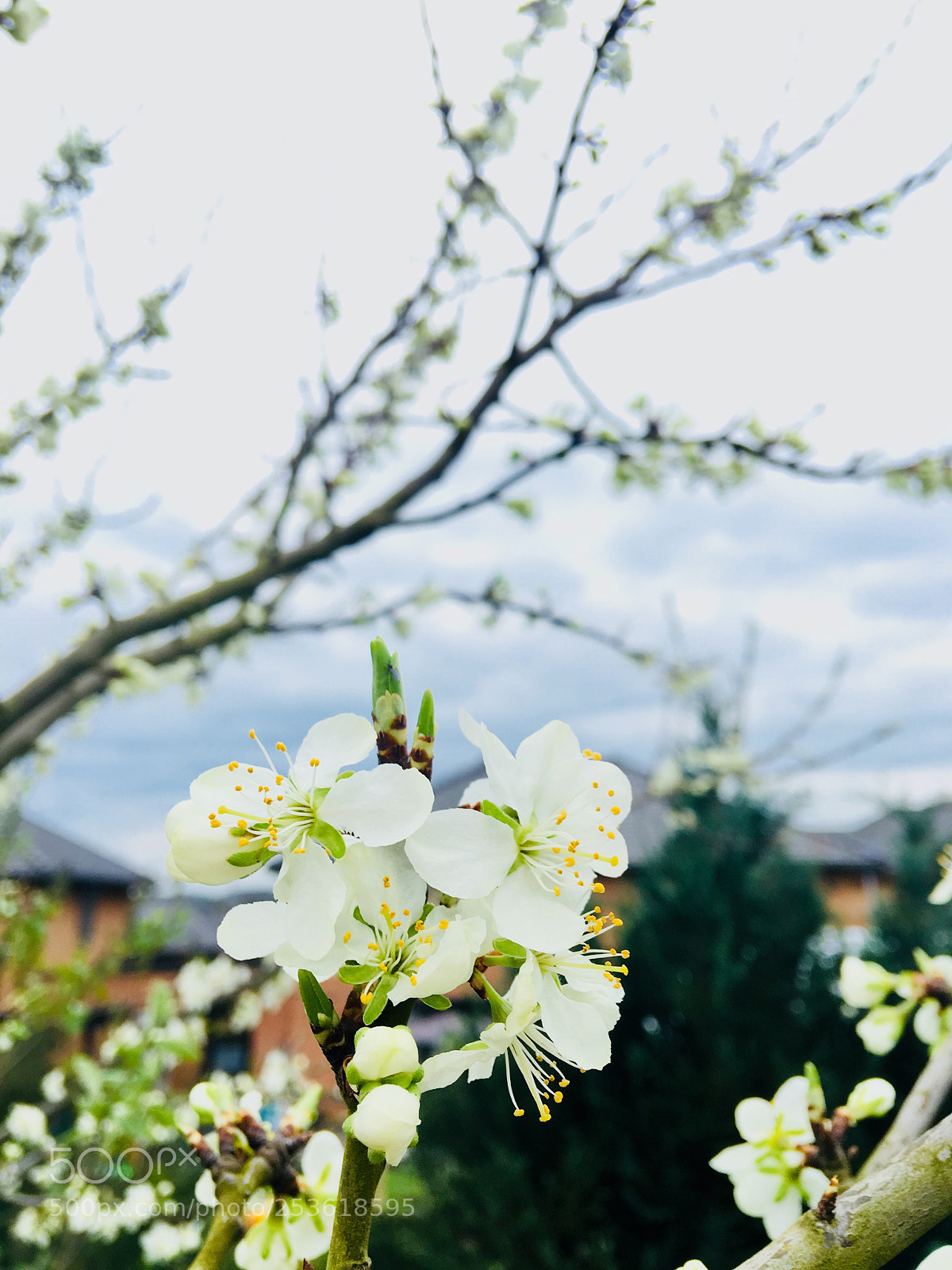 Apple iPhone 6s Plus sample photo. Untitled photography