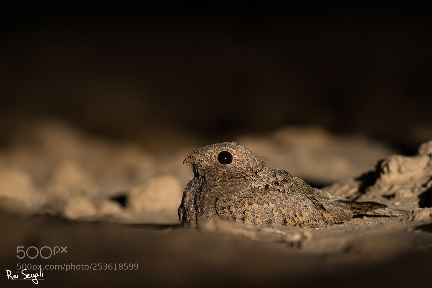 Canon EOS 7D sample photo. Egyptian nightjar photography