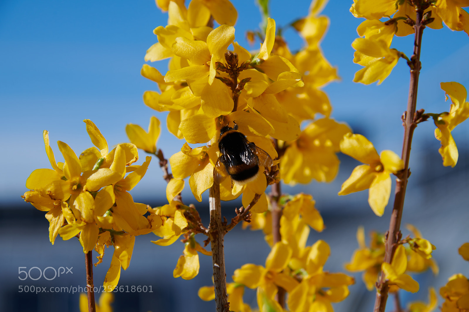 Nikon D850 sample photo. Bee photography