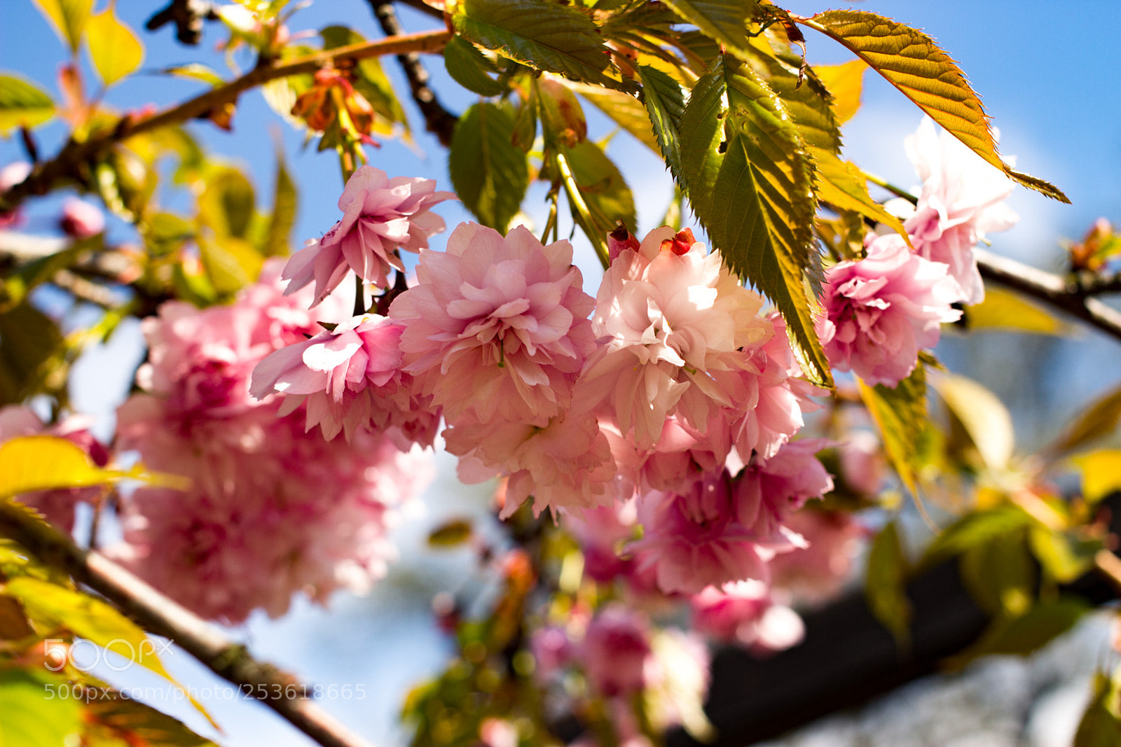 Canon EOS 600D (Rebel EOS T3i / EOS Kiss X5) sample photo. Blossom sky photography