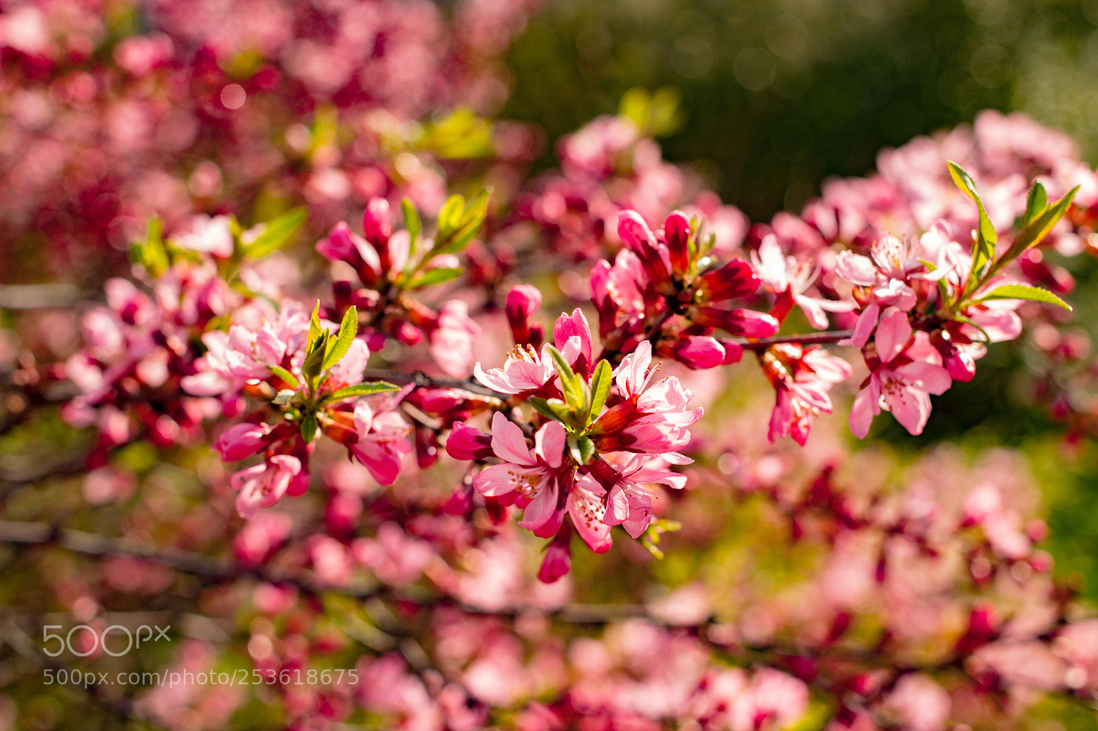 Canon EOS 600D (Rebel EOS T3i / EOS Kiss X5) sample photo. Fresh blossom photography
