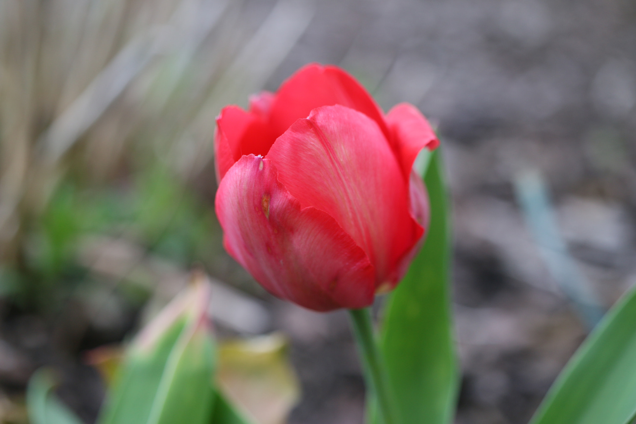 Canon EF-S 35mm F2.8 Macro IS STM sample photo. Lonly tulip photography