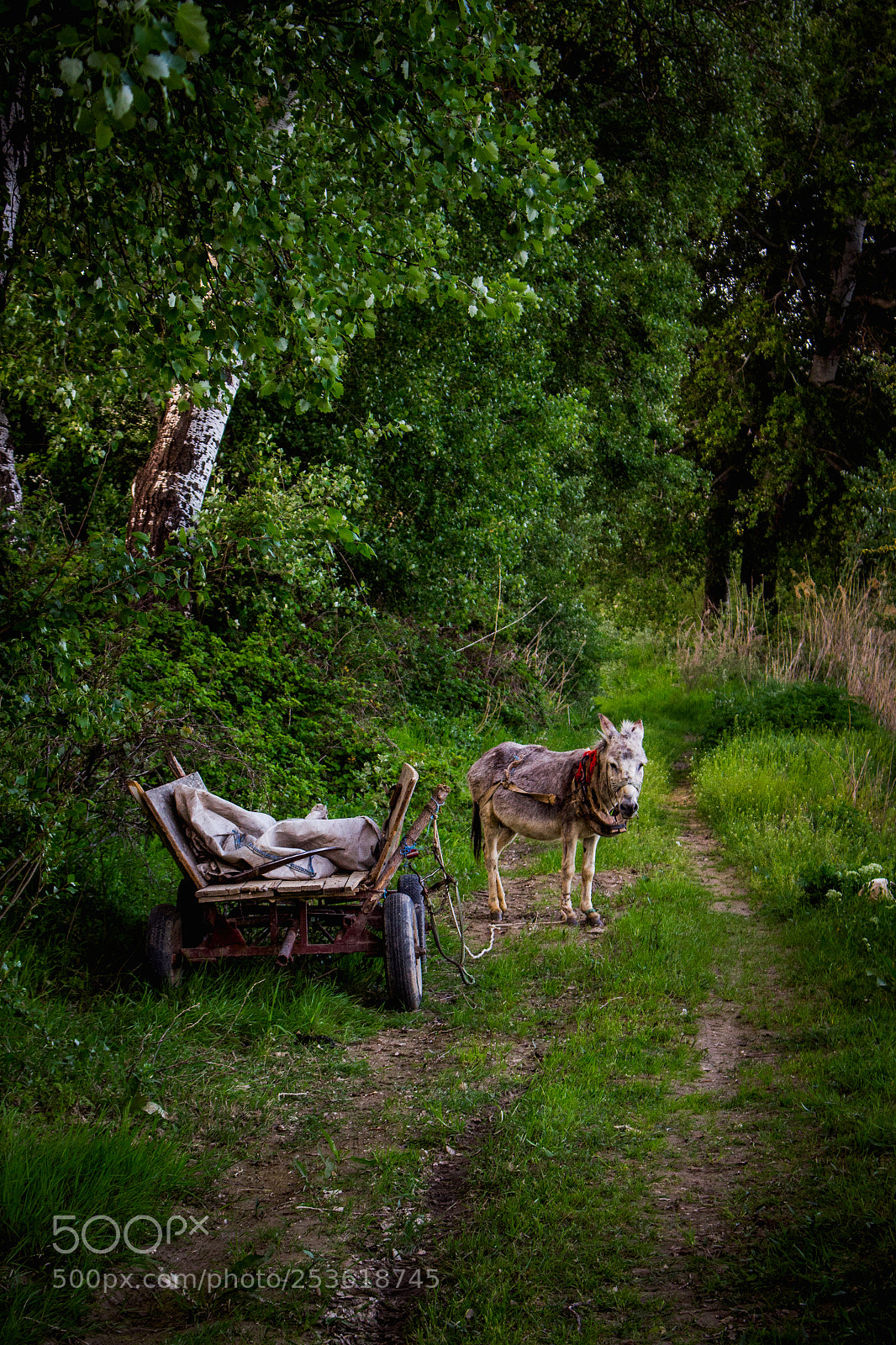 Canon EOS 700D (EOS Rebel T5i / EOS Kiss X7i) sample photo. Donkey photography