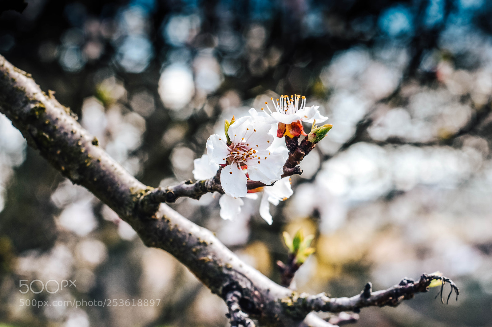 Nikon D3200 sample photo. Jaro photography