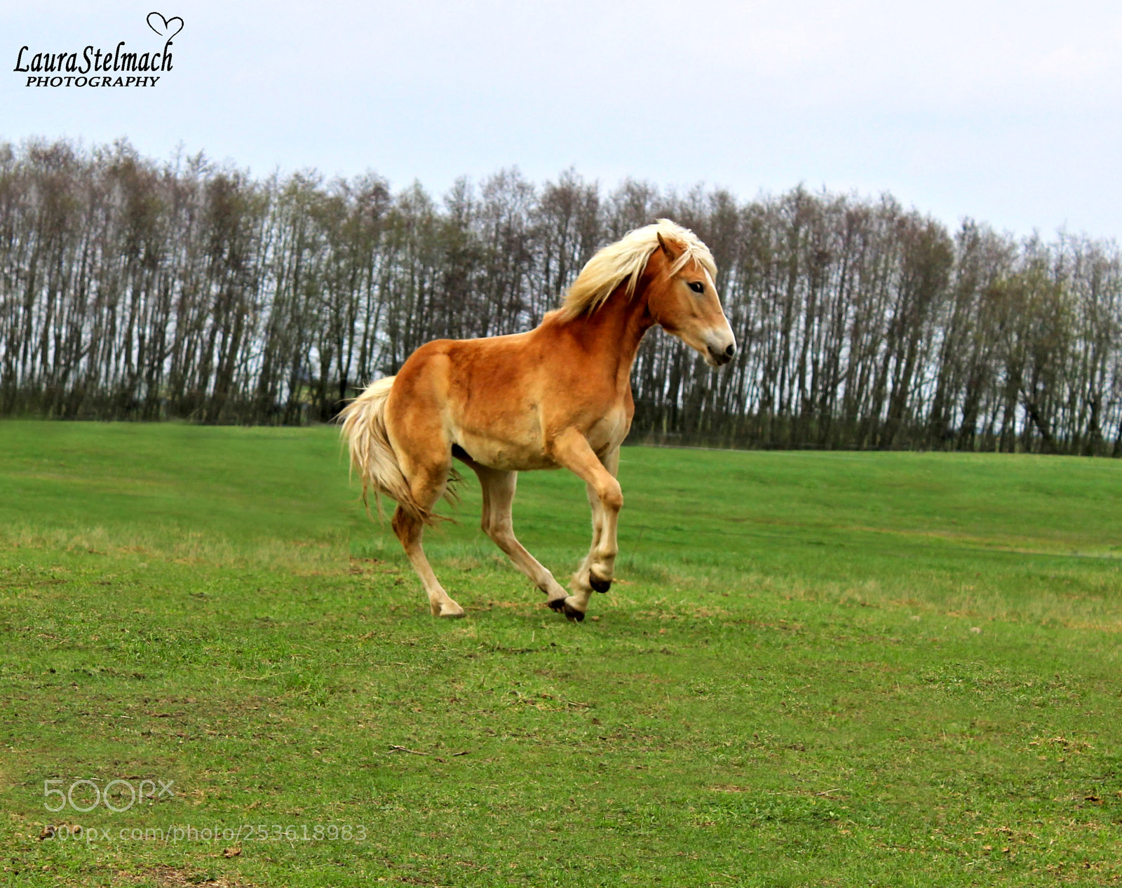 Canon EOS 1200D (EOS Rebel T5 / EOS Kiss X70 / EOS Hi) sample photo. Freja photography