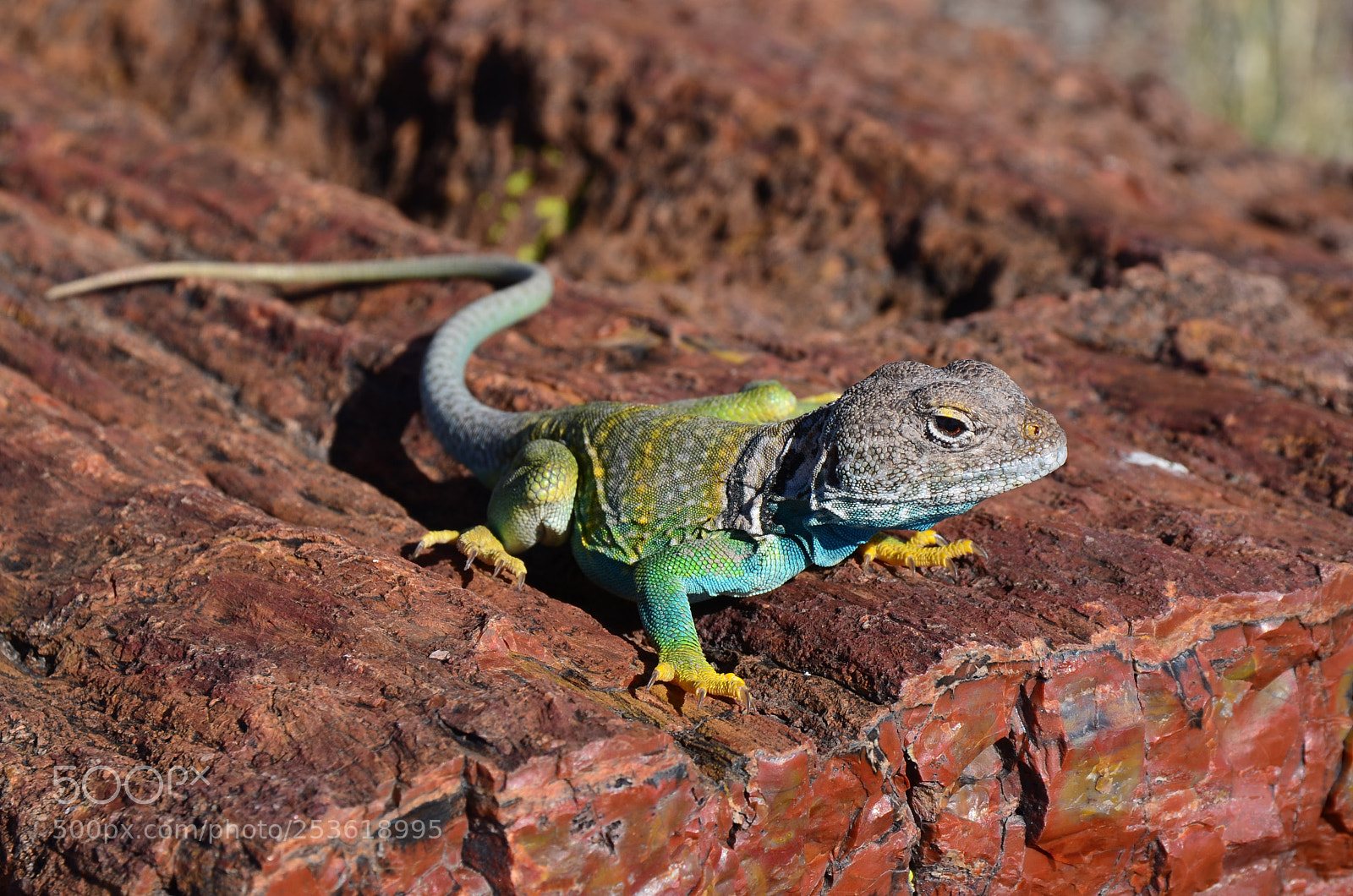 Nikon D7000 sample photo. Collared lizard on petrified photography