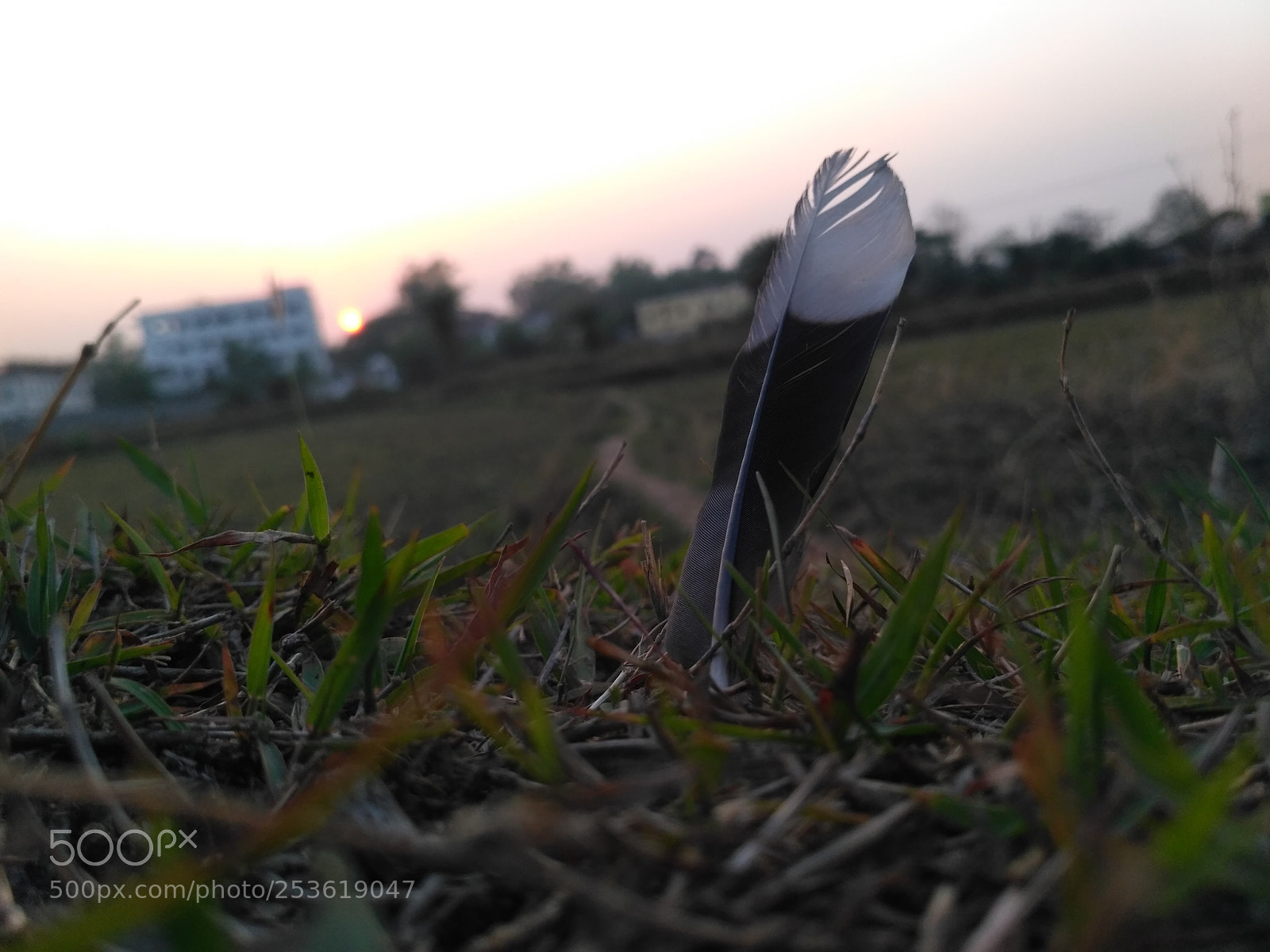 Xiaomi Redmi 3S sample photo. Bird feather photography