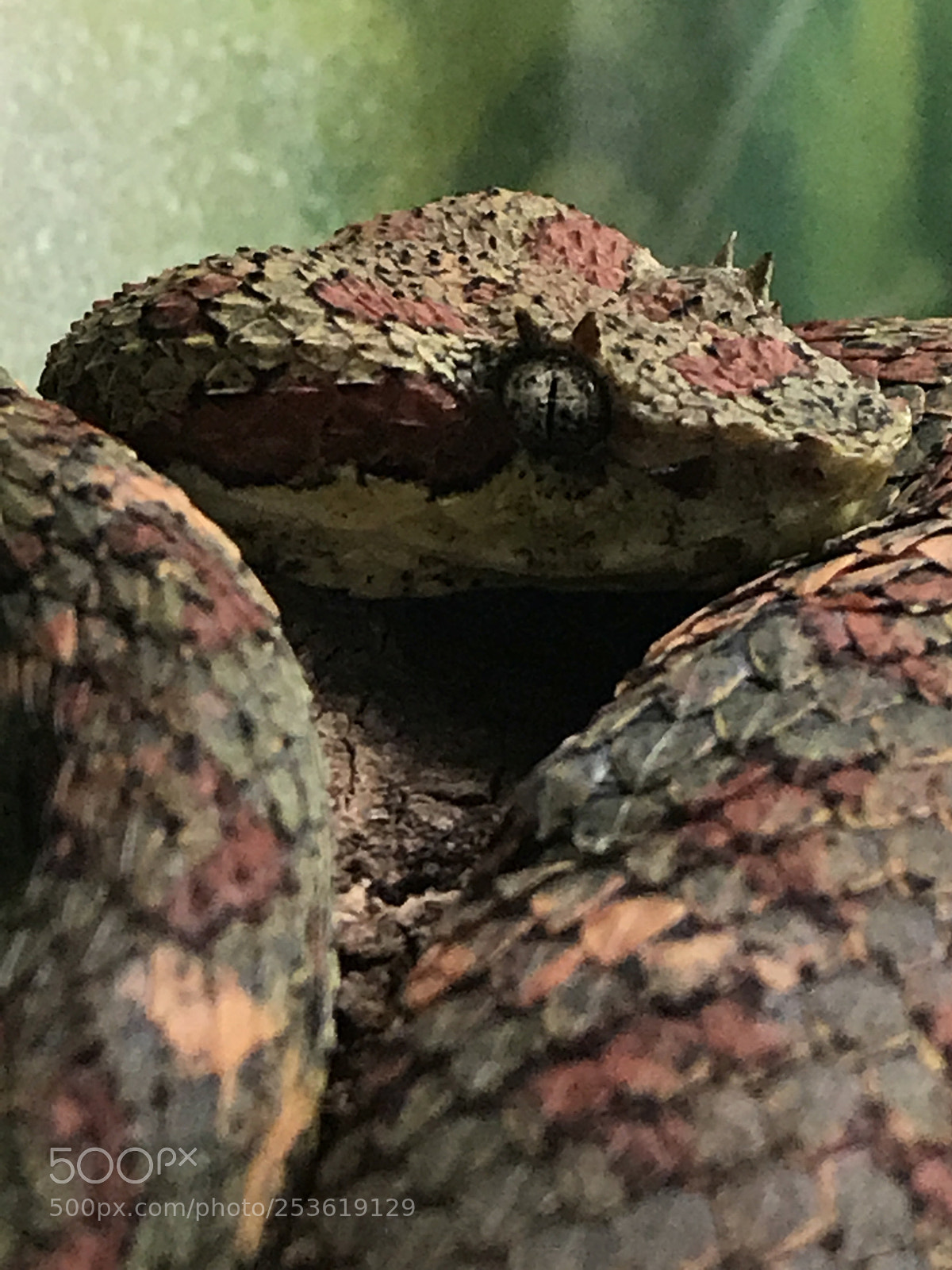 Apple iPhone 7 Plus sample photo. Snake photography