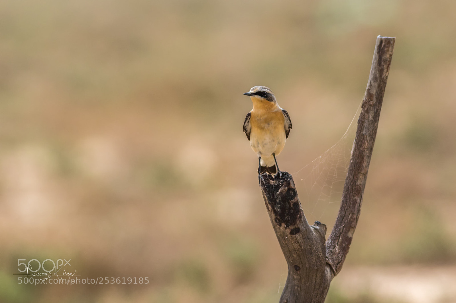 Canon EOS 7D Mark II sample photo. Whinchat  photography