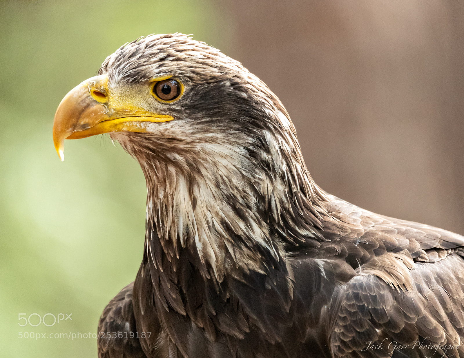 Canon EOS-1D X Mark II sample photo. Juvenile bald eagle photography