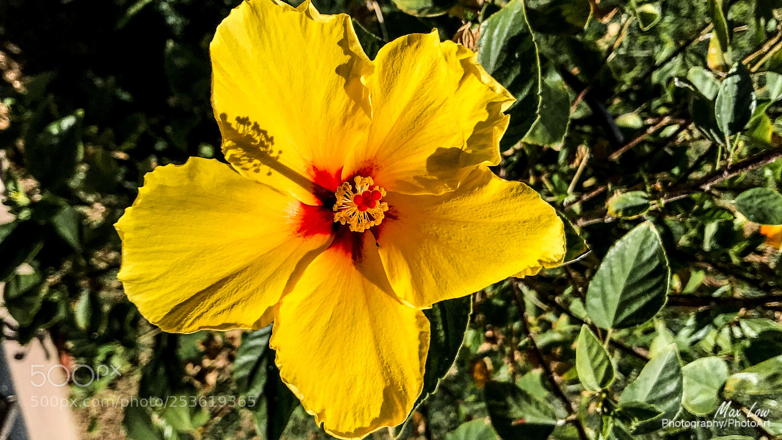 Apple iPhone 7 sample photo. Big yellow photography