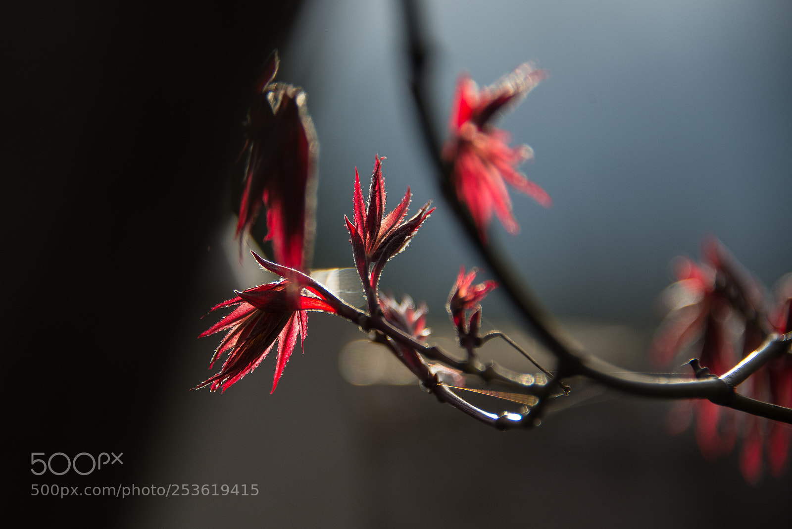Nikon D600 sample photo. Spring photography
