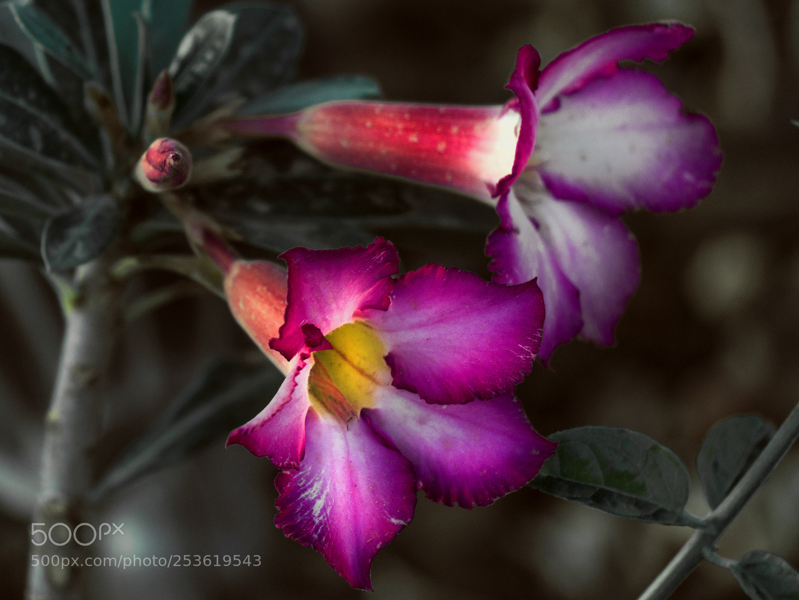 Sony Alpha NEX-5N sample photo. Flowers photography