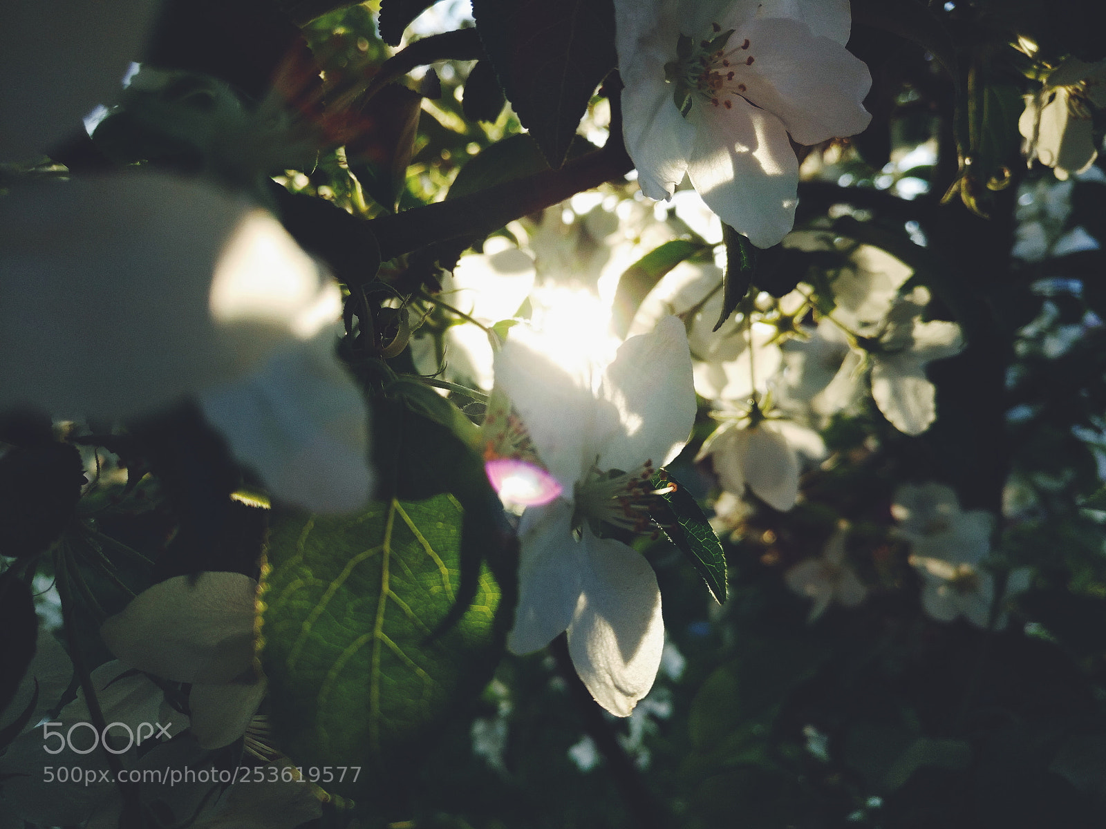 OnePlus A3003 sample photo. Milky chance photography