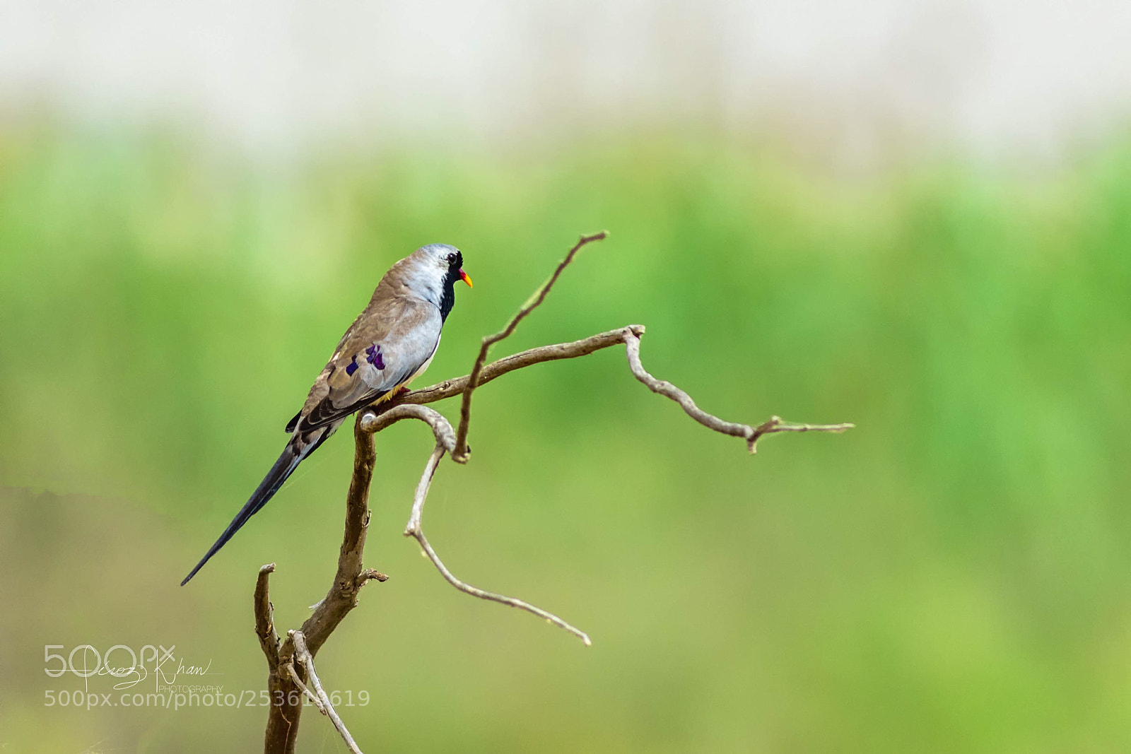 Canon EOS 7D Mark II sample photo. Namaqua dove  photography