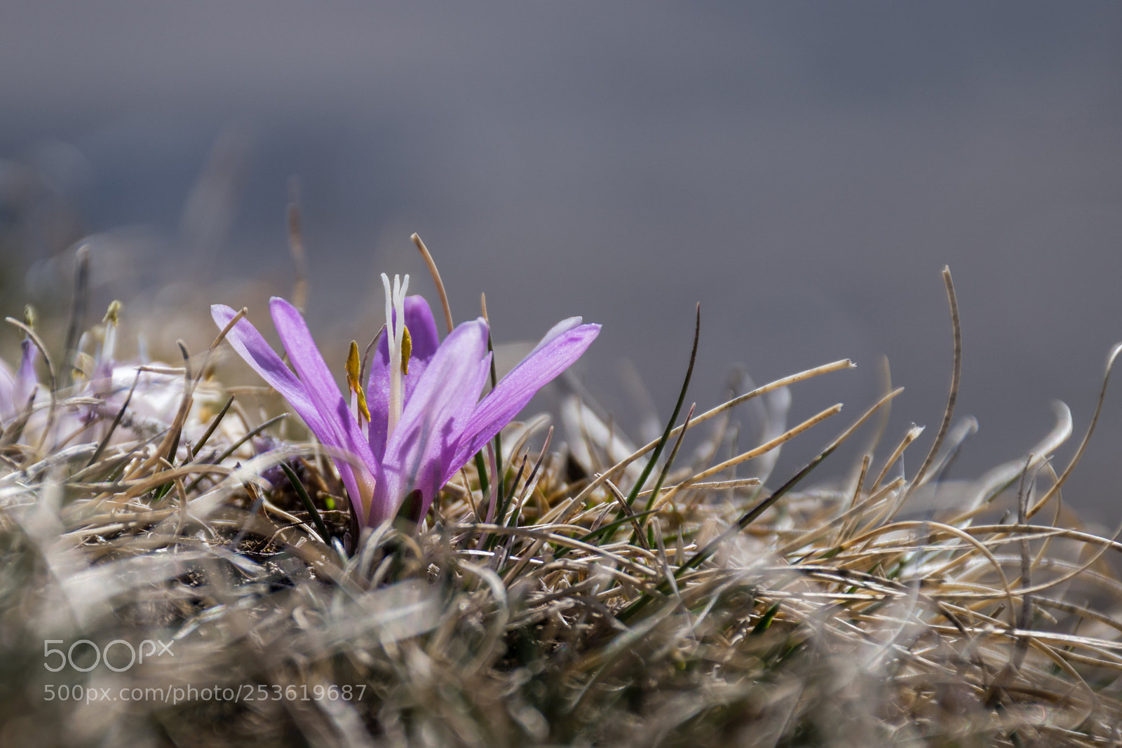 Nikon D5300 sample photo. Крокус photography